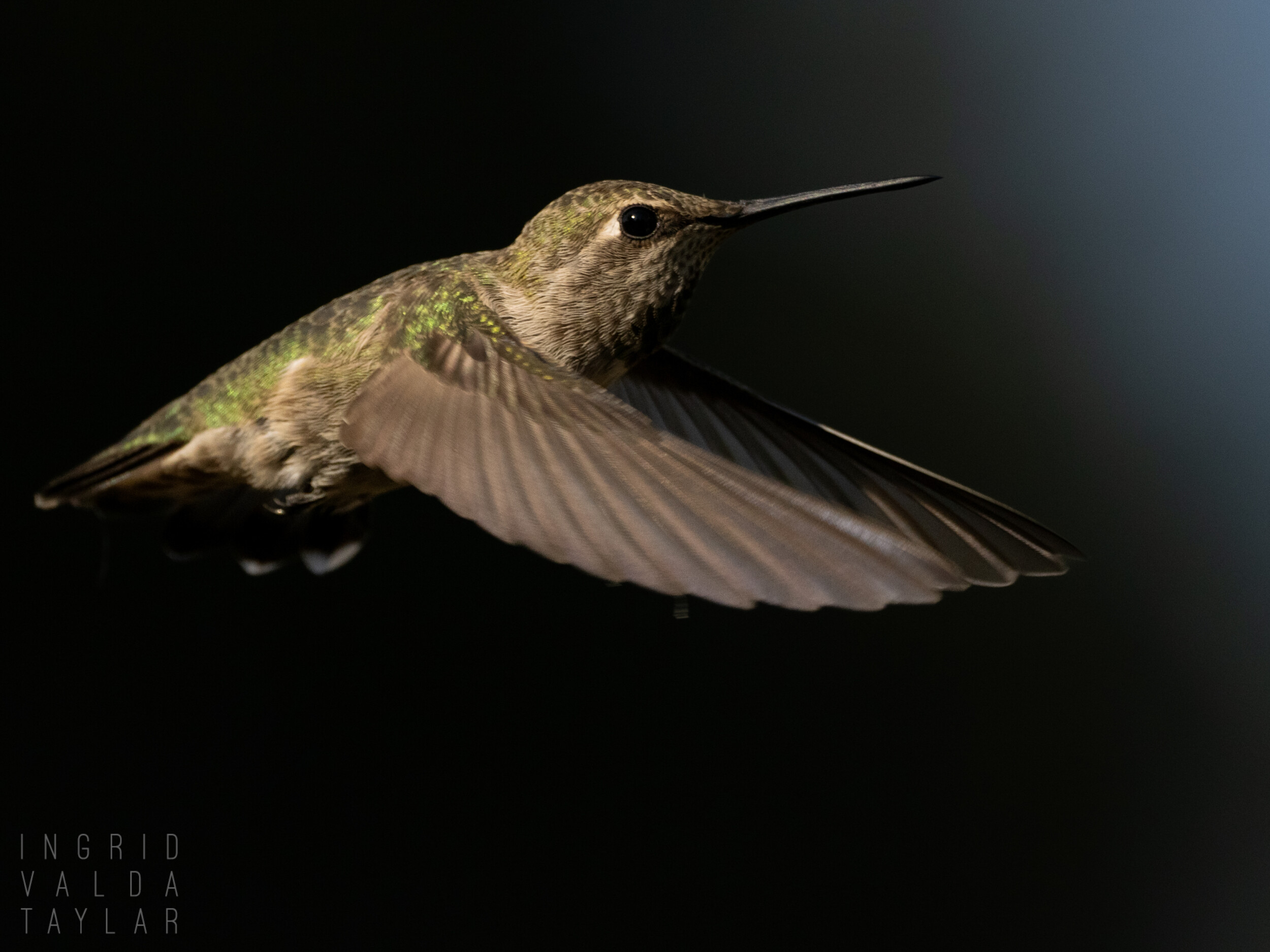 Anna's Hummingbird in Flight on Black Background