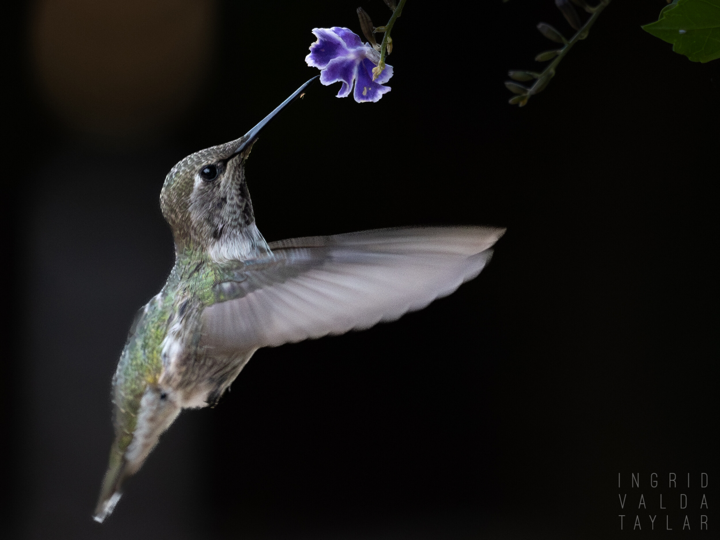 Anna's Hummingbird Getting Nectar from Honey Dewdrop