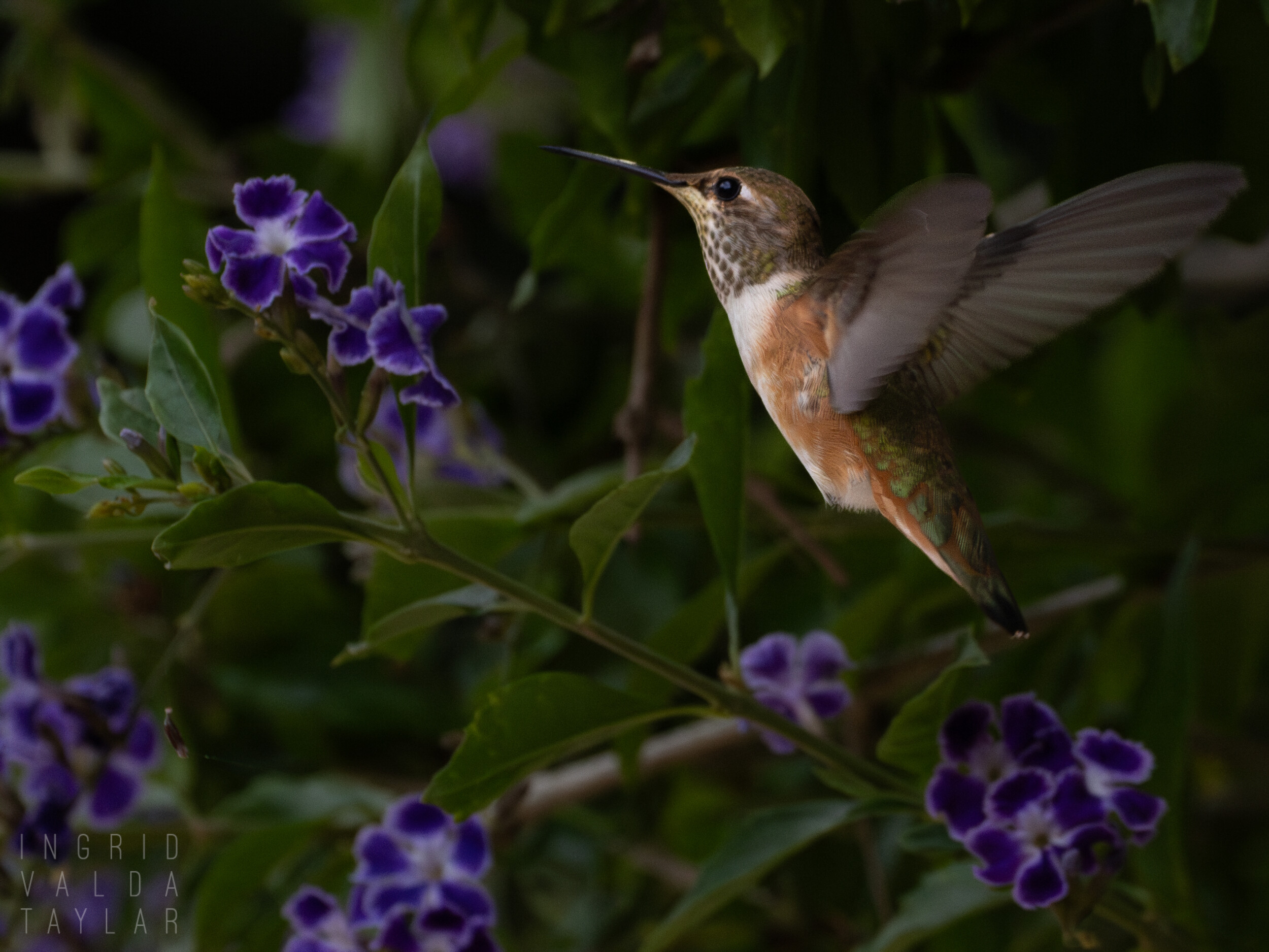 Rufous Allen's Hummingbird on Honey Dewdrop Plant