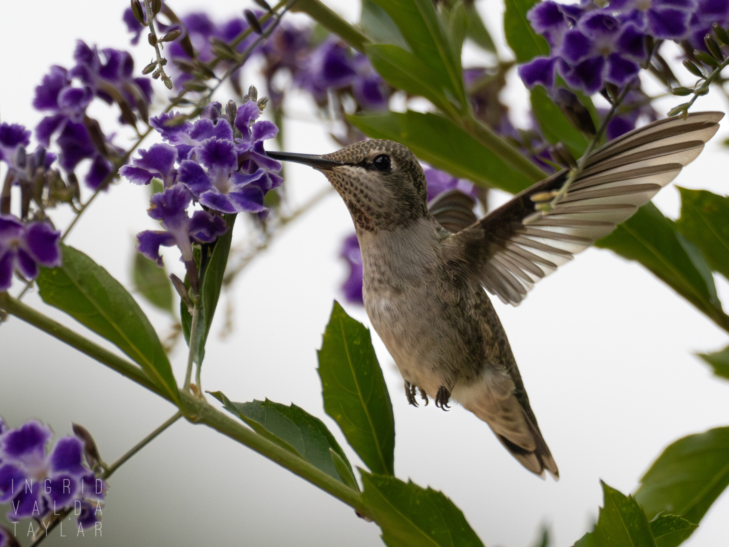 Anna's Hummingbird on Purple Honey Dewdrop