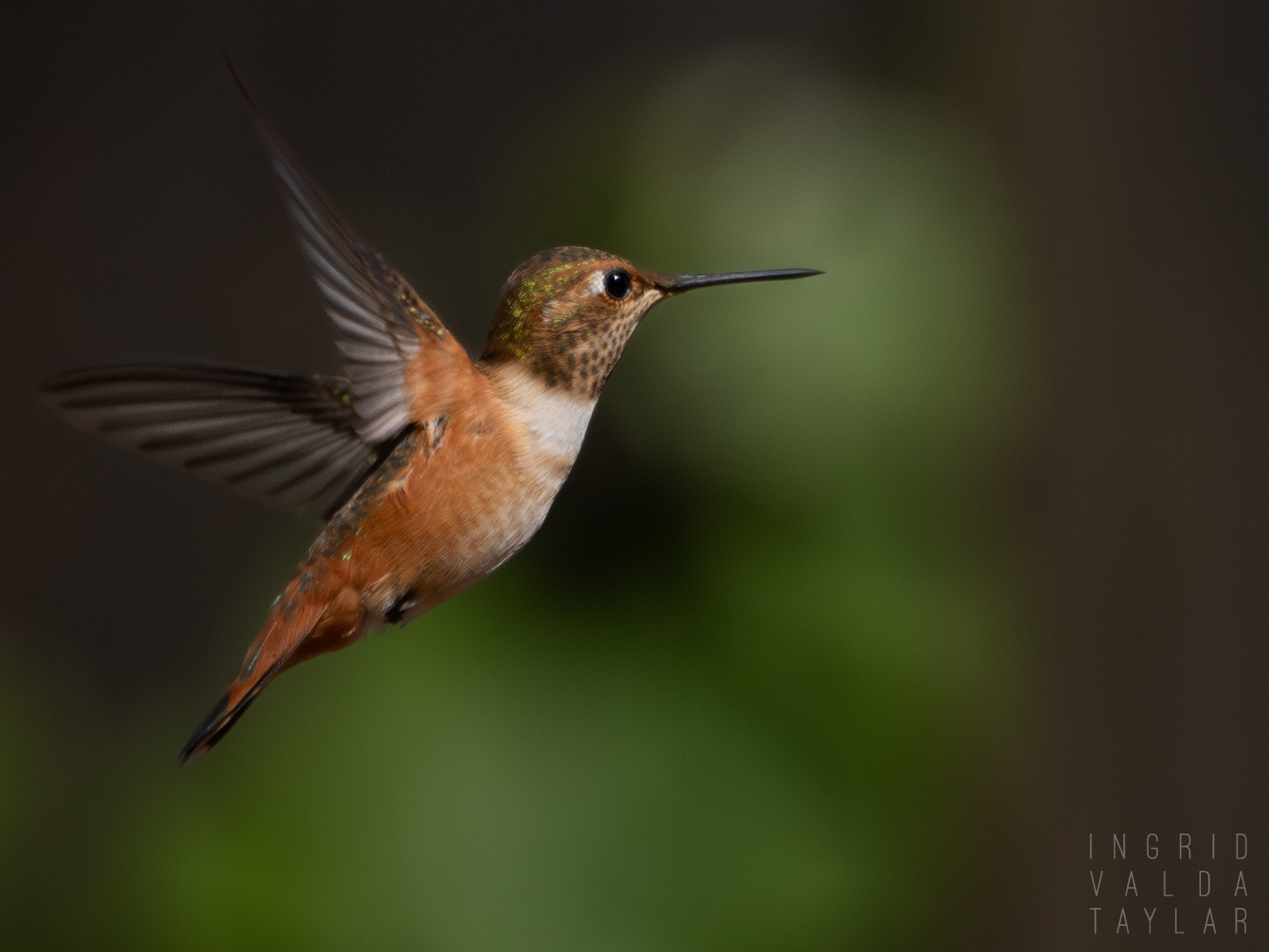 Rufous Allen's Hummingbird in Flight