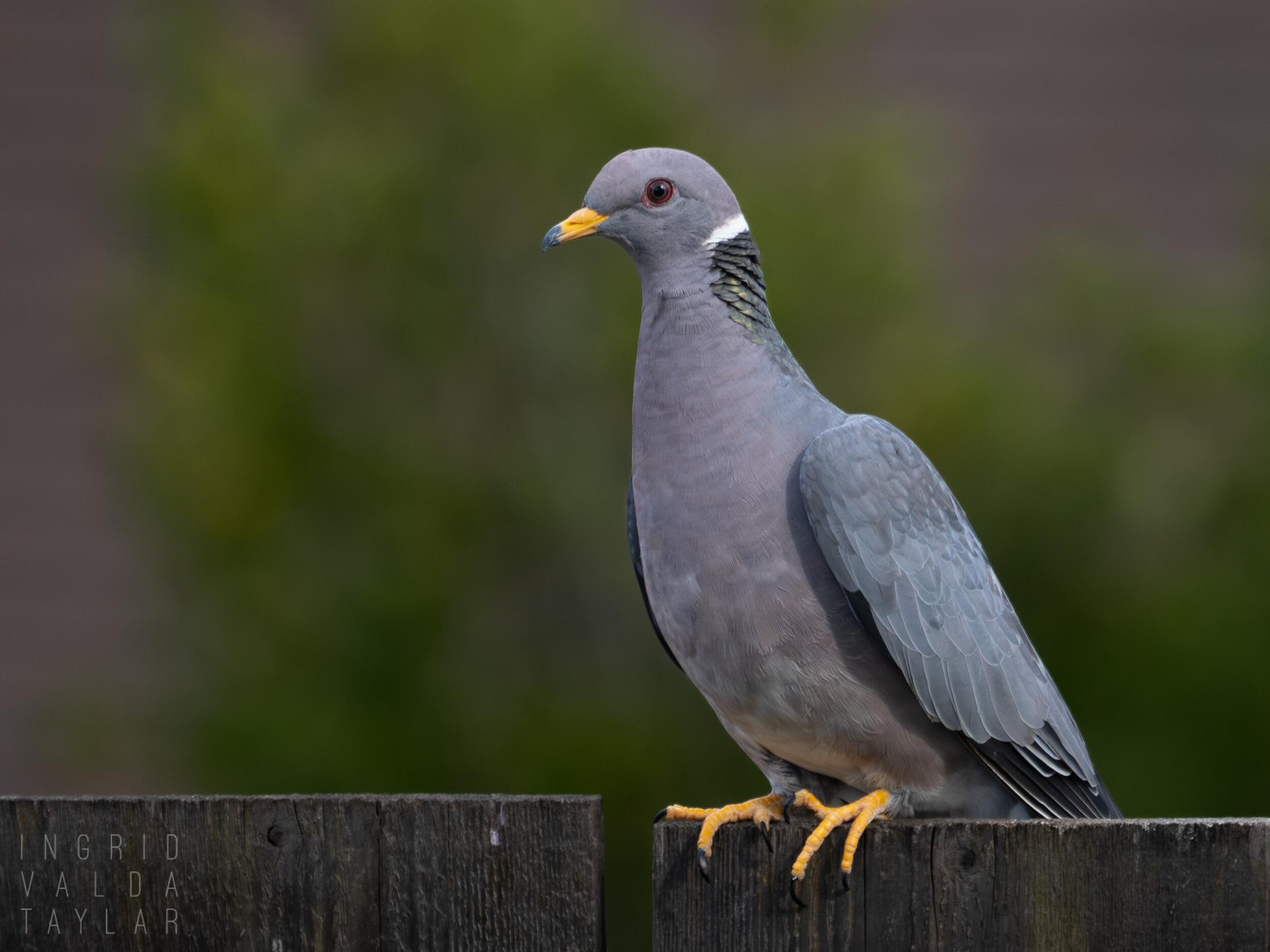 Band-Tailed Pigeon Perched on Fence in California