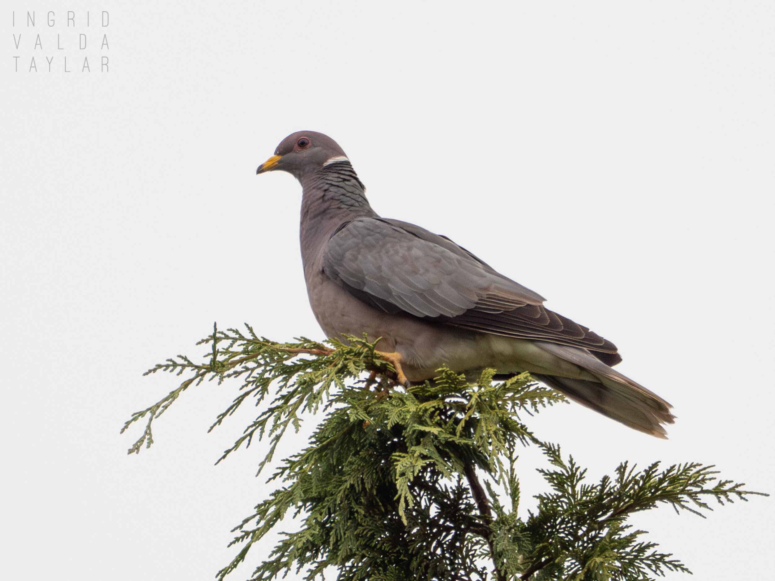Band-Tailed Pigeon on Tree Top