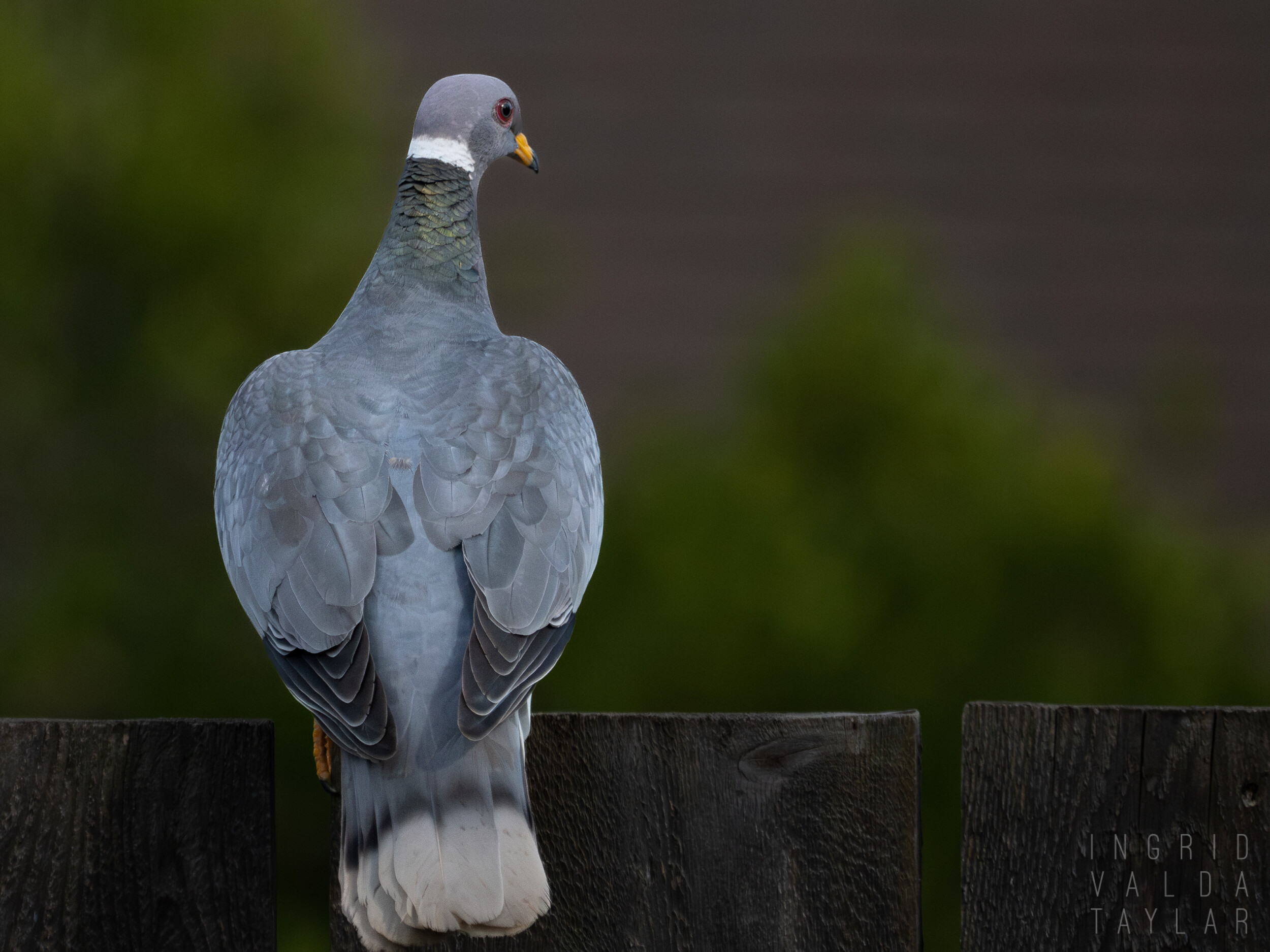 Band-Tailed Pigeon on Country Fence