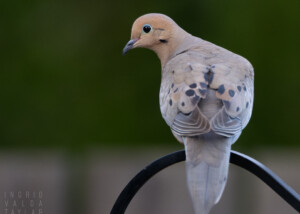Mourning Dove on Garden Hook Perch