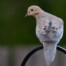 Mourning Dove on Garden Hook Perch