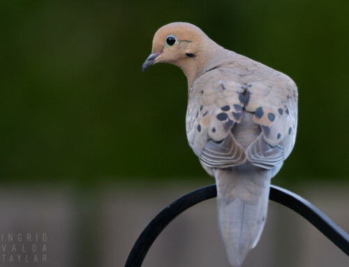 Doves