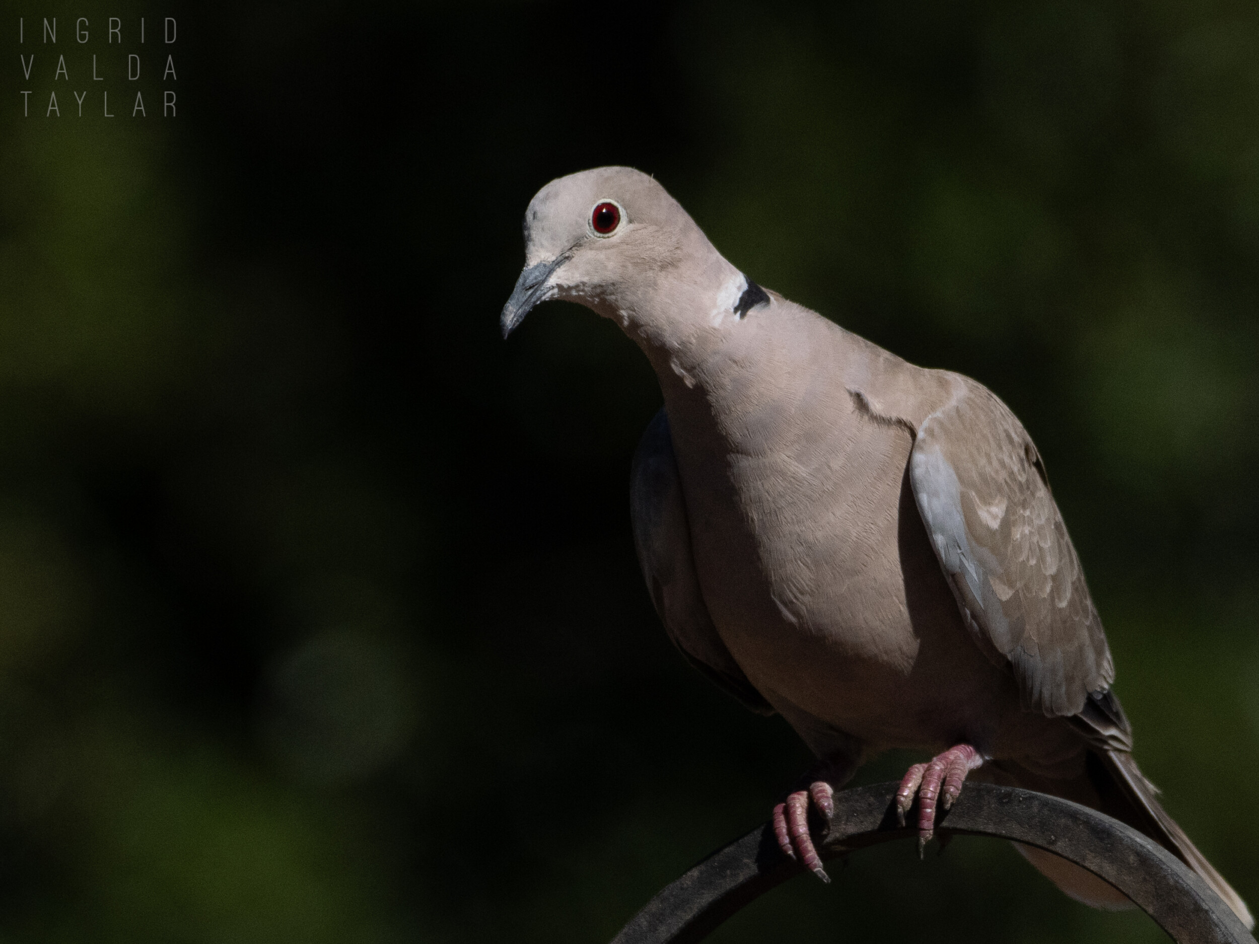 Eurasian Collared Dove on Perch