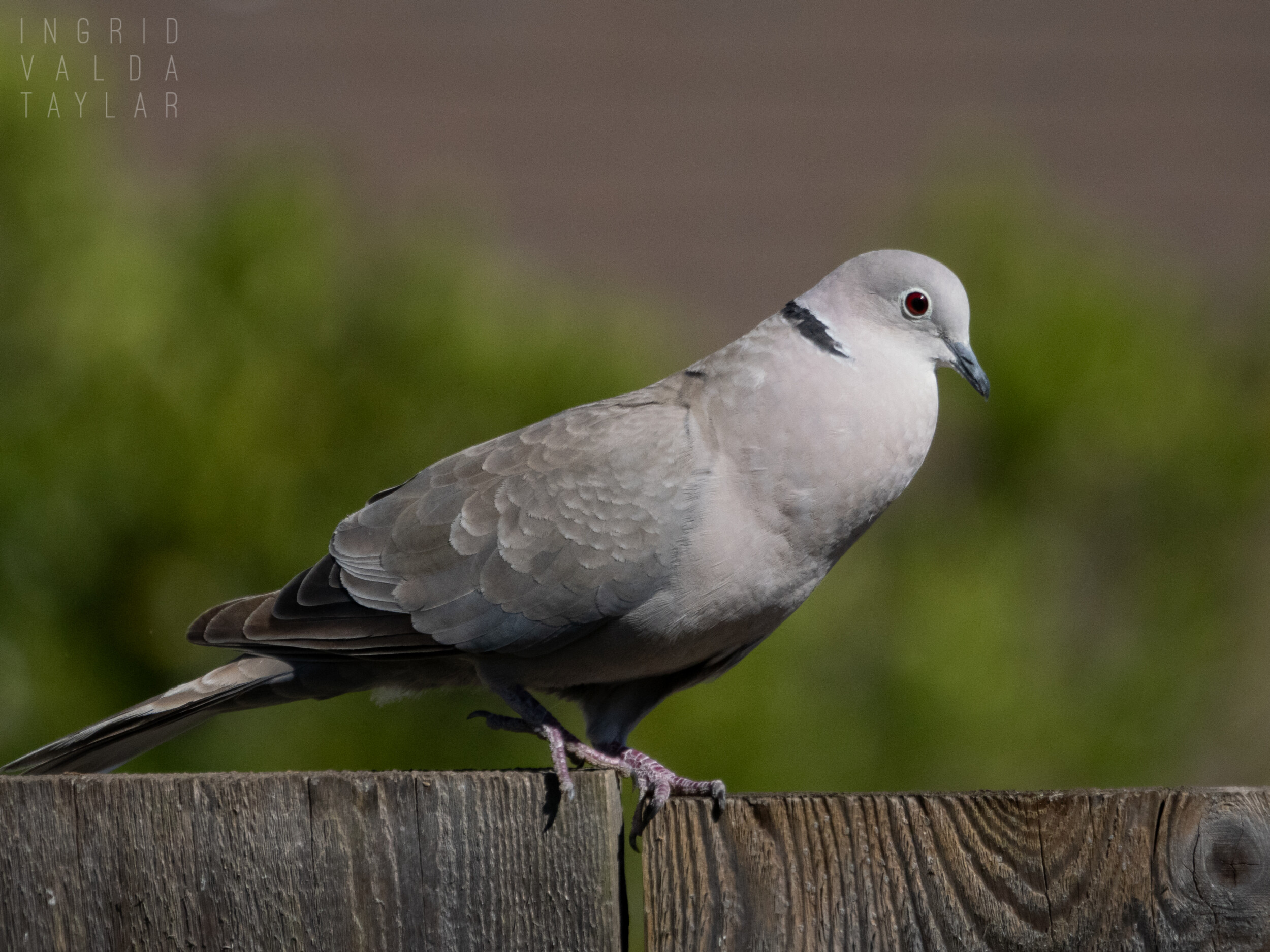 Eurasian Collared Dove on Country Fence