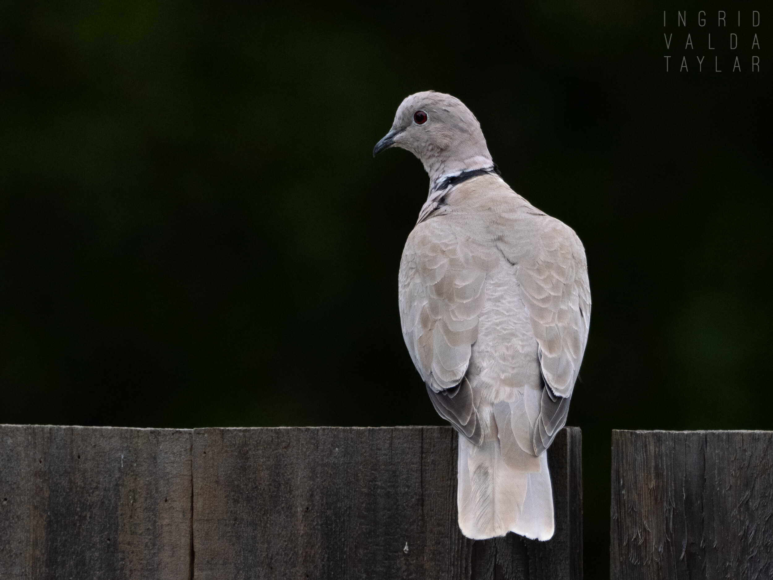 Eurasian Collared Dove on Black Background