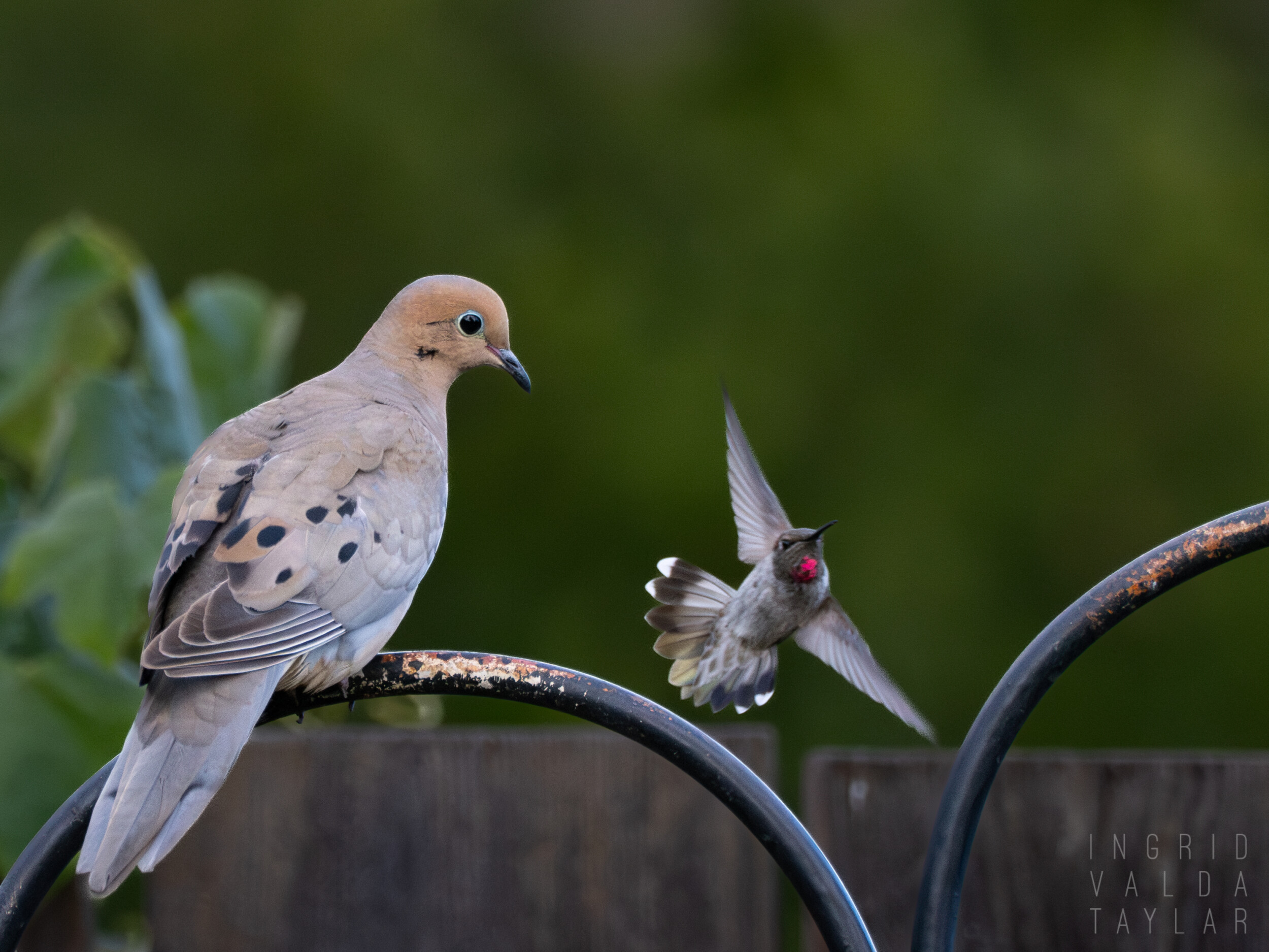 Mourning Dove and Anna's Hummingbird