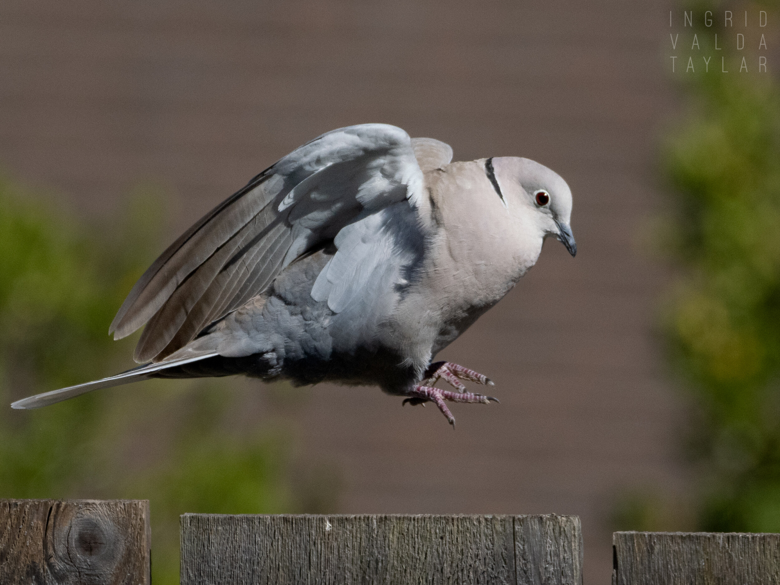 Eurasian Collared Dove Hopping on Fence