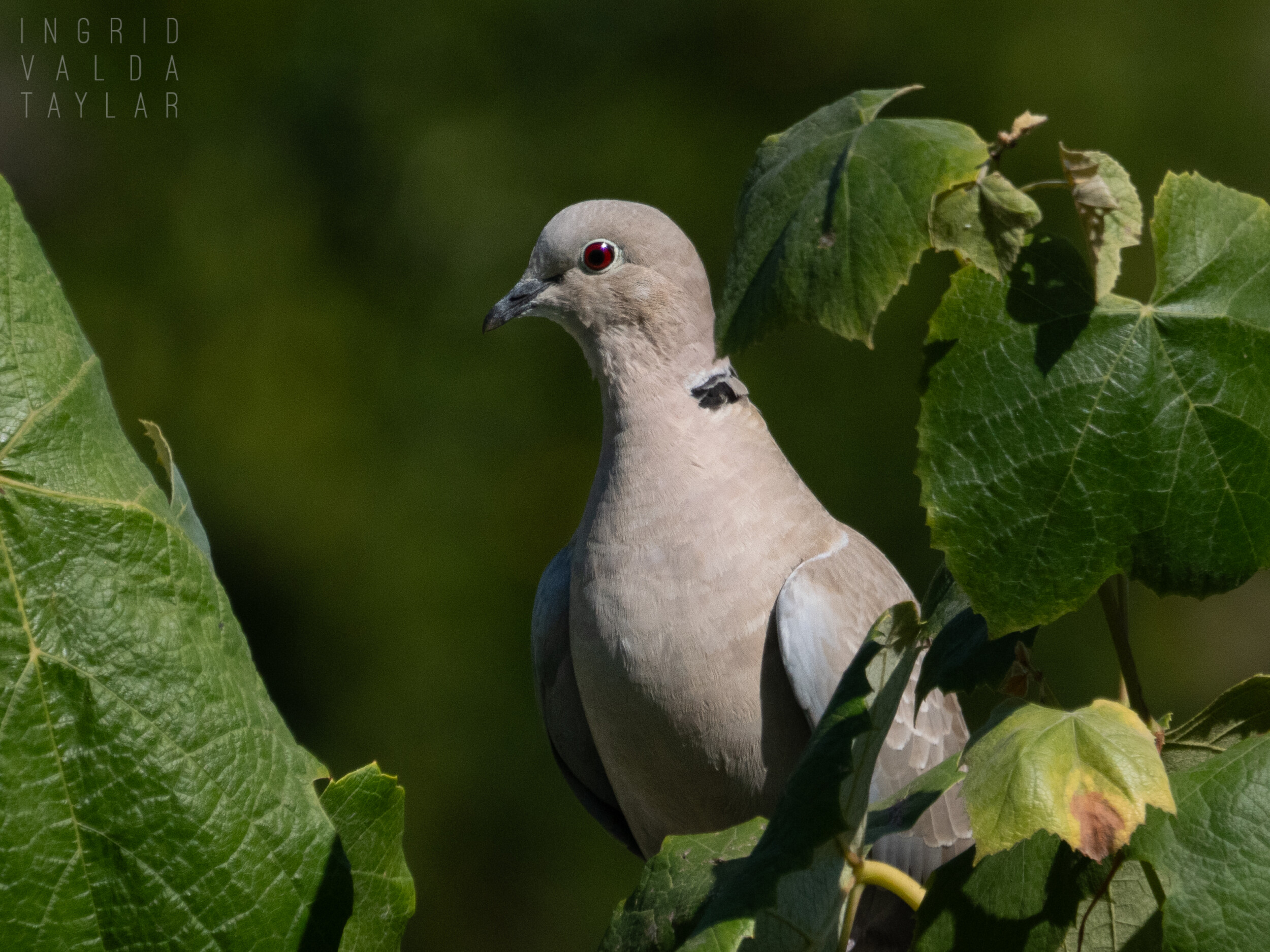 Eurasian Collared Dove Perched in Grape Vine
