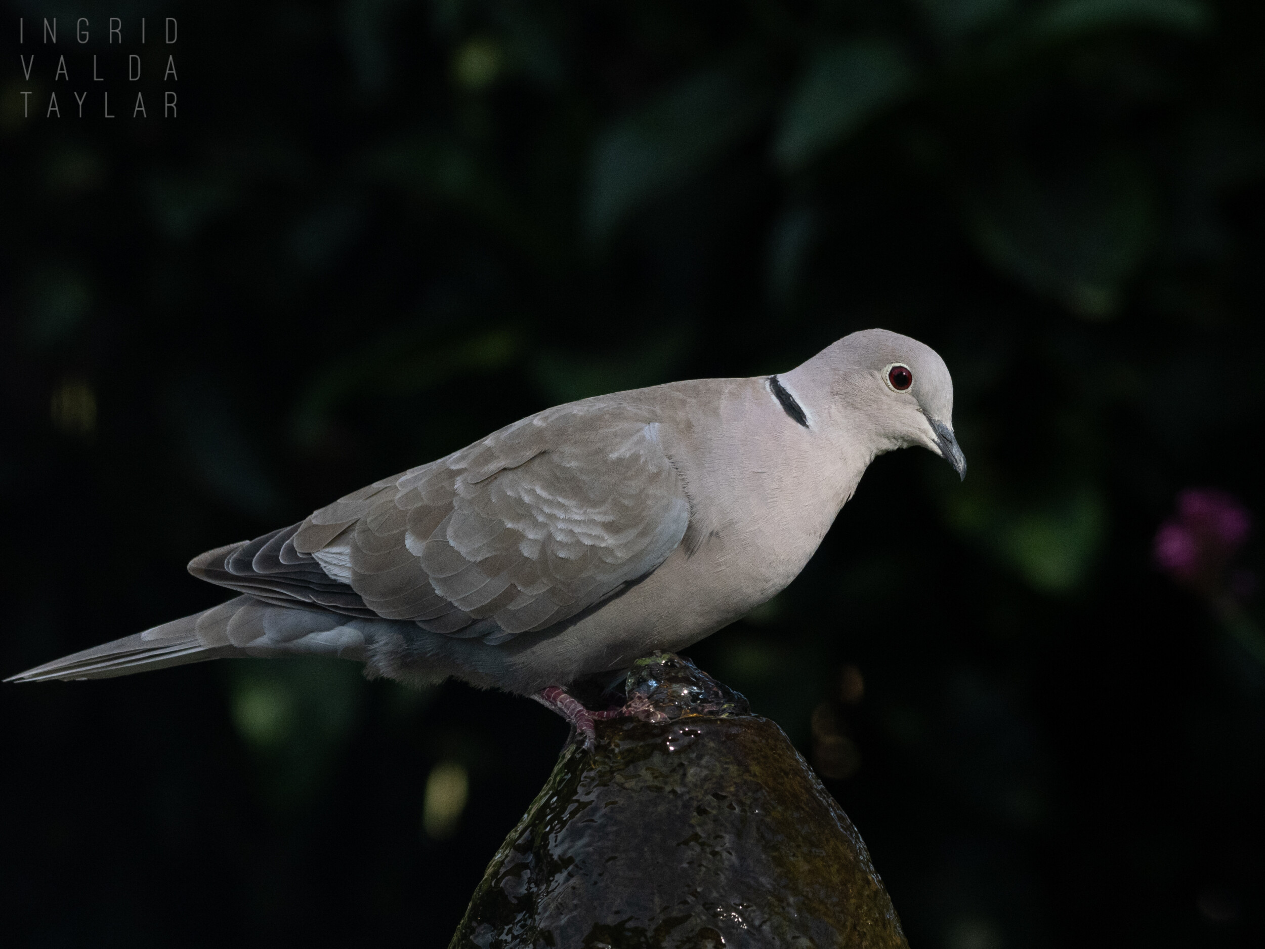 Eurasian Collared Dove on Bird Bath