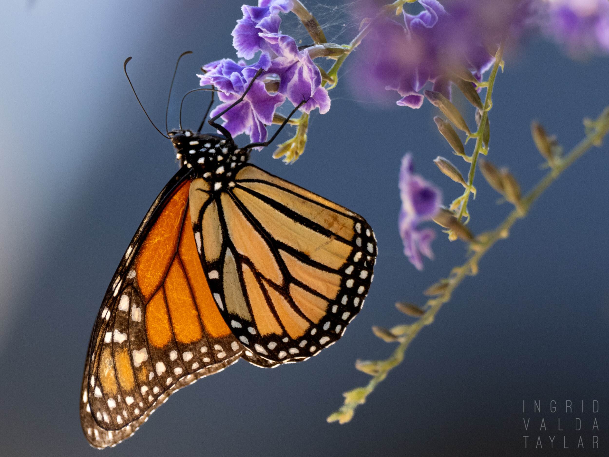 Monarch Butterfly on Purple Honey Dewdrop
