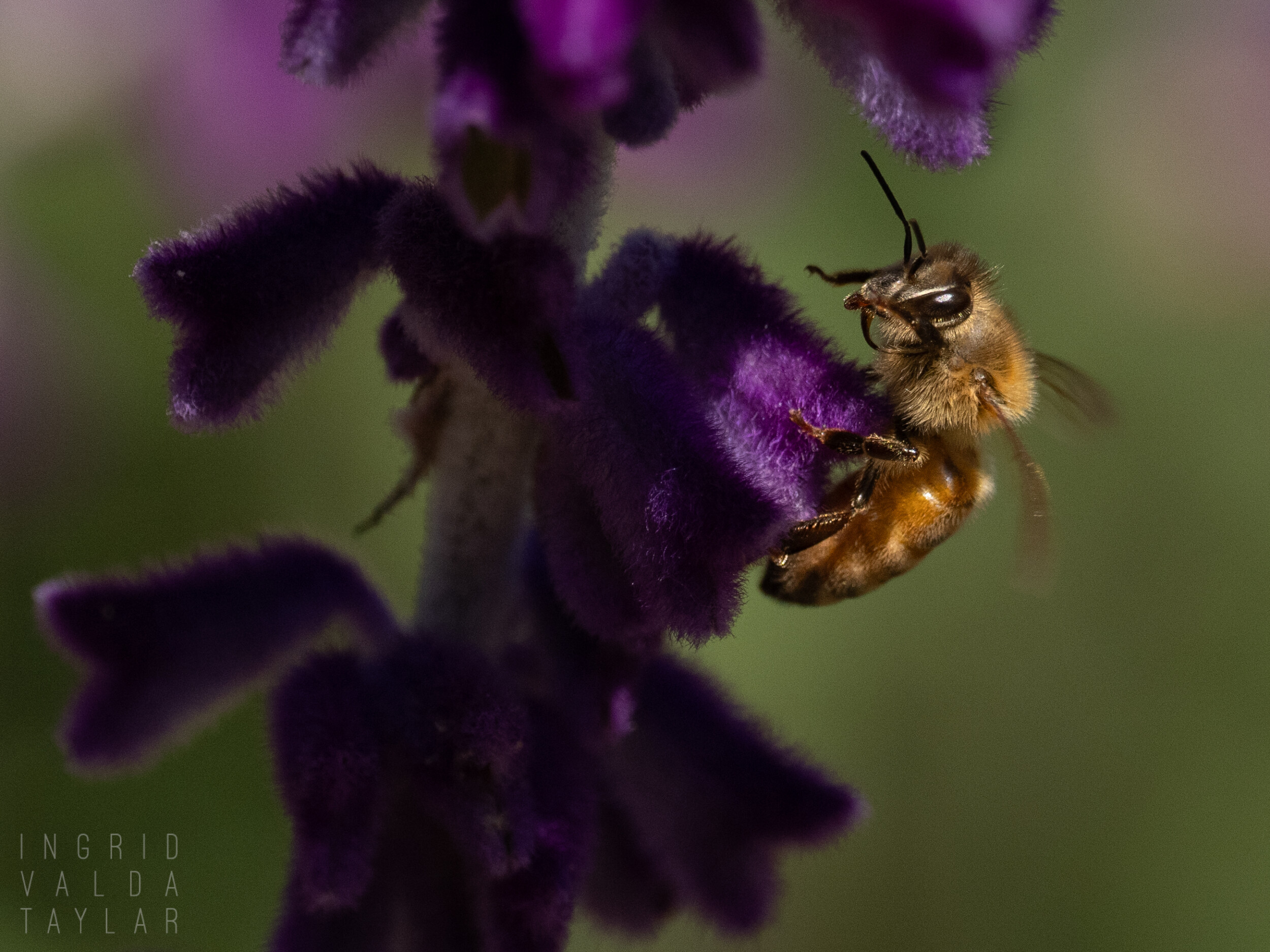 Bee on Purple Salvia