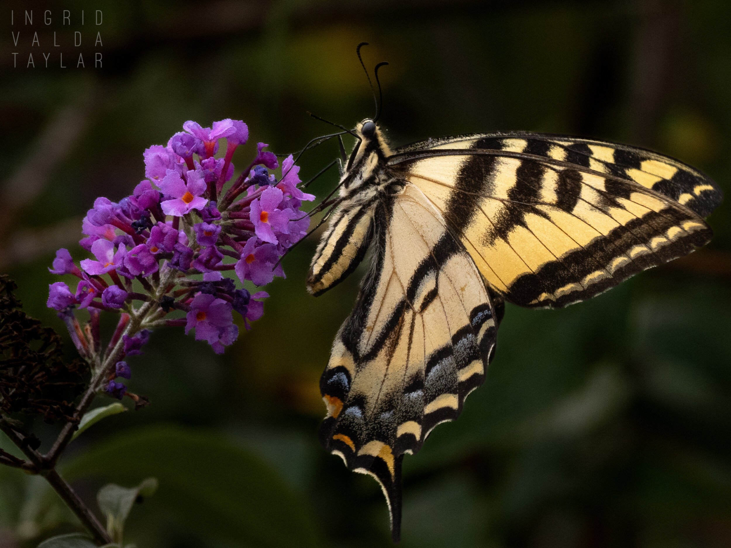 Swallowtail Butterfly on Butterfly Bush