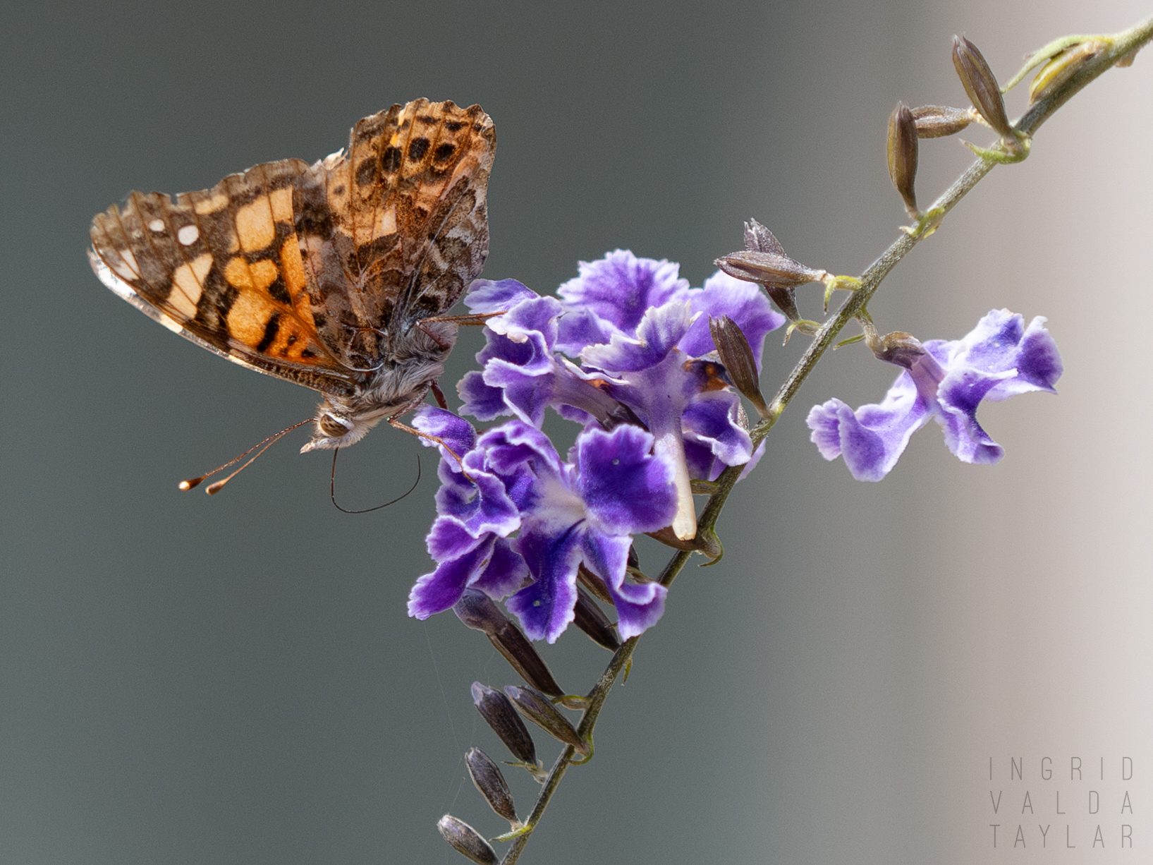 Painted Lady Butterfly on Purple Honey Dewdrop