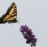 Swallowtail Butterfly on Purple Butterfly Bush