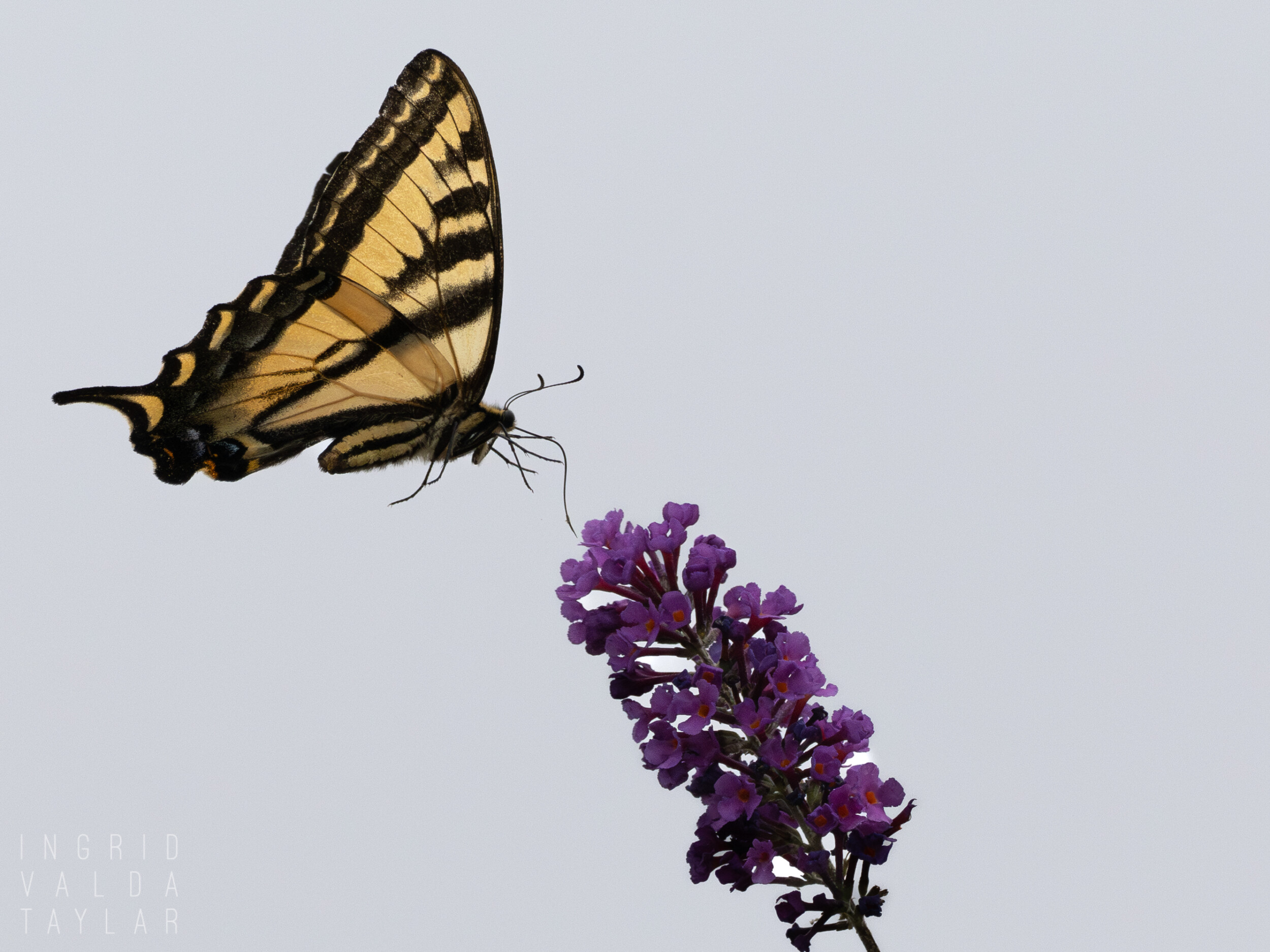 Swallowtail Butterfly on Purple Butterfly Bush