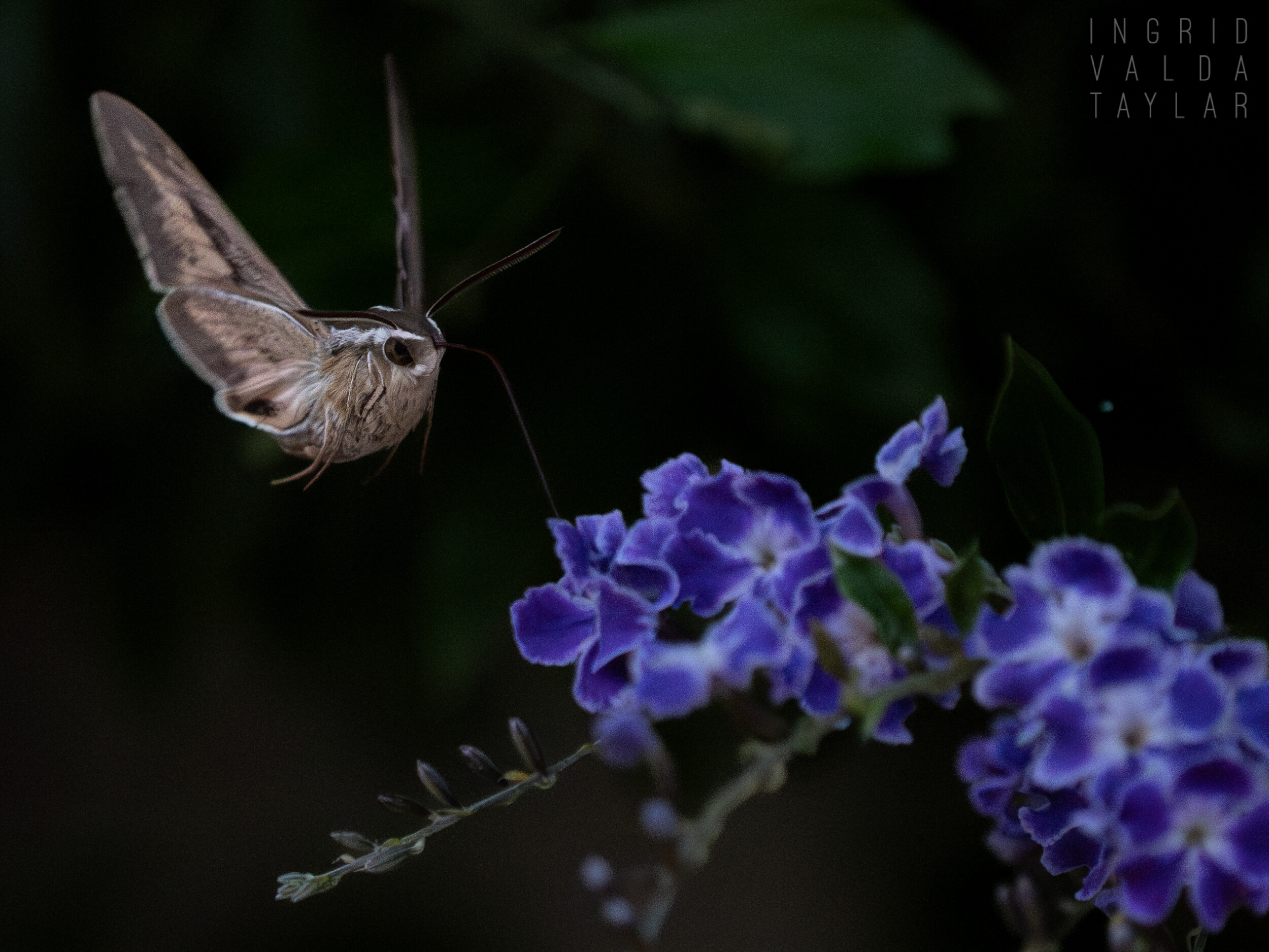 Hummingbird Moth/Sphinx moth in Flight