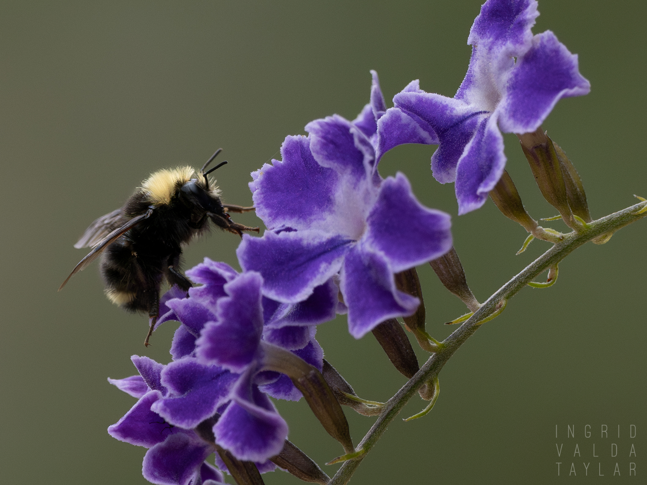 Bumblebee on Purple Honey Dewdrop