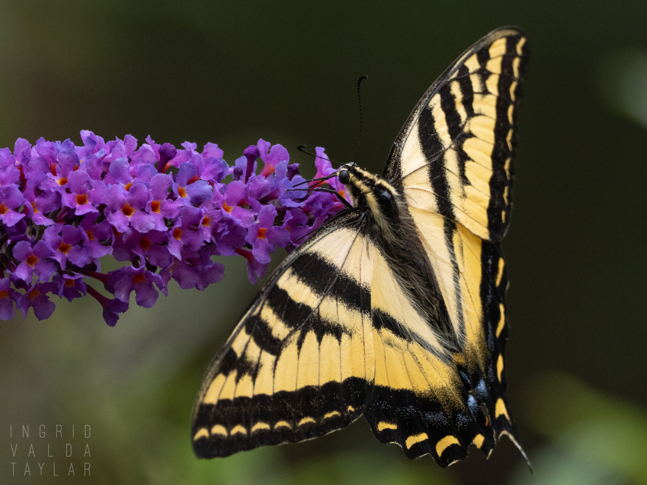 Swallowtail Butterfly on Purple Butterfly Blooms