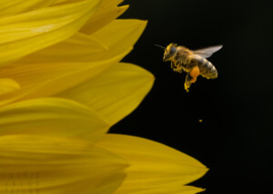 Honeybee with Pollen at Sunflower