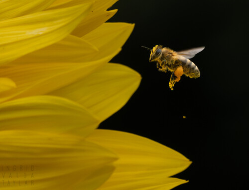 Bees