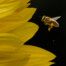 Honeybee with Pollen at Sunflower