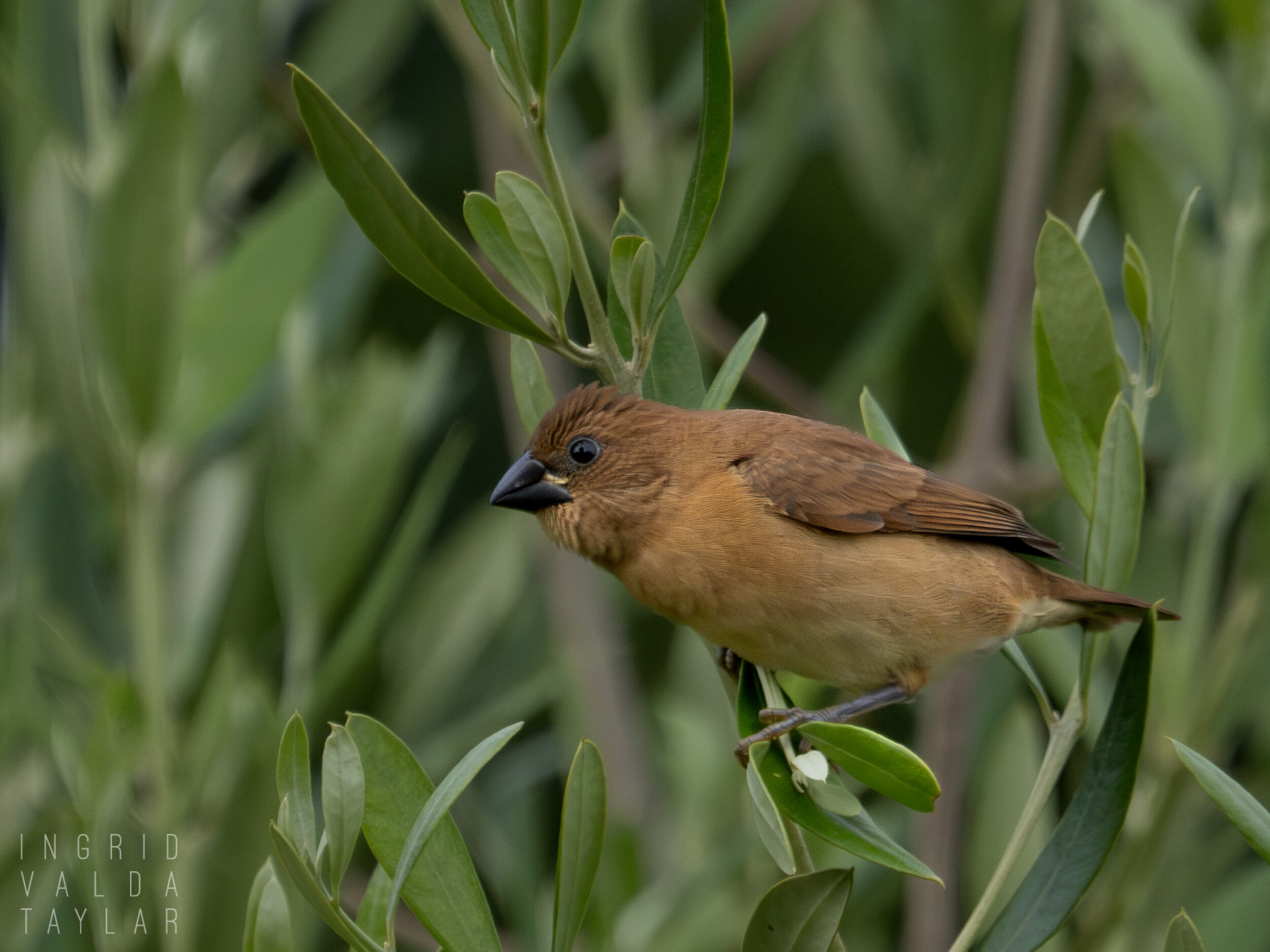 Immature Scaly-Breasted Munia in Tree Branches
