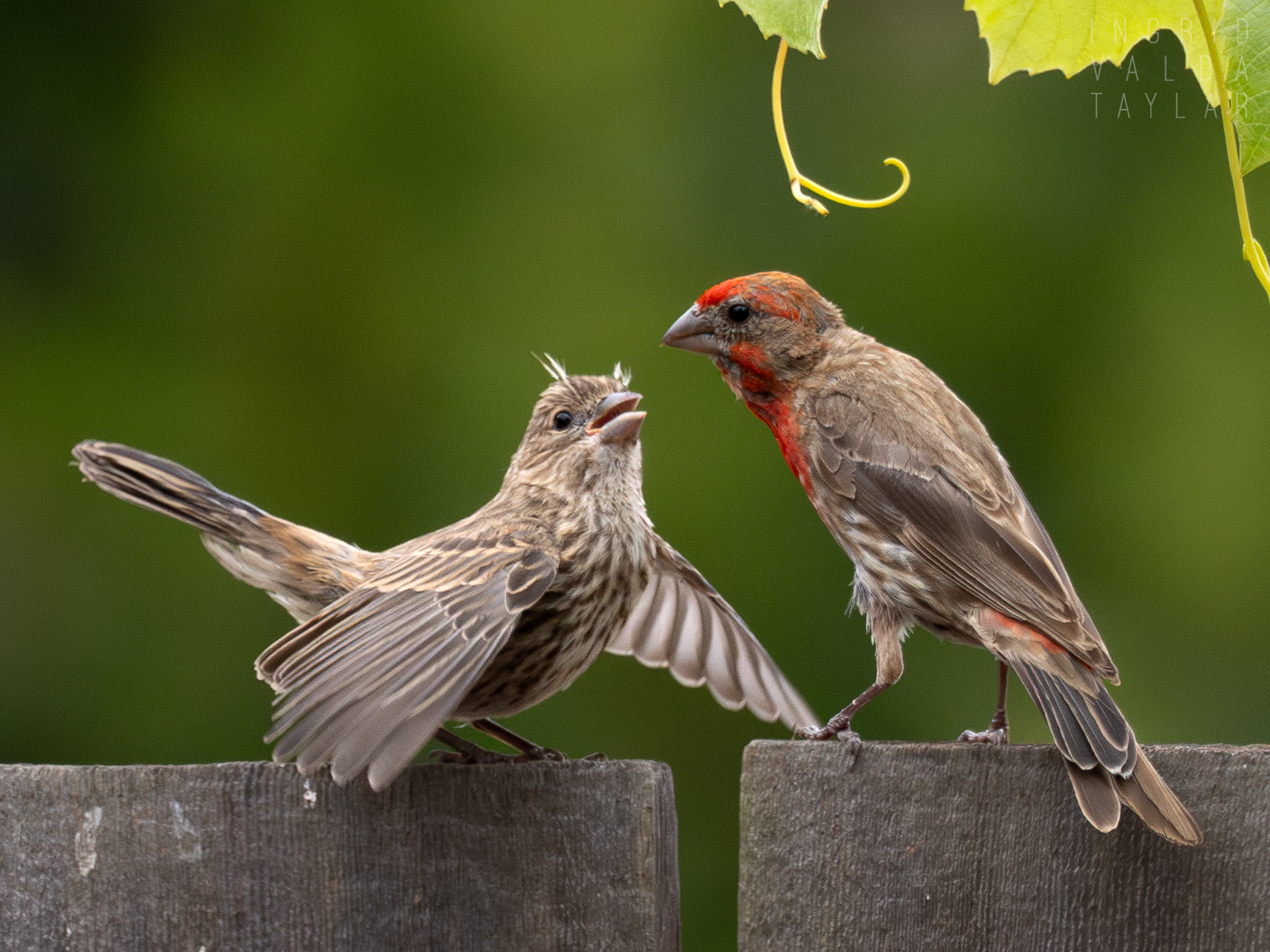 Male House Finch Feeding Juvenile Finch on Fence