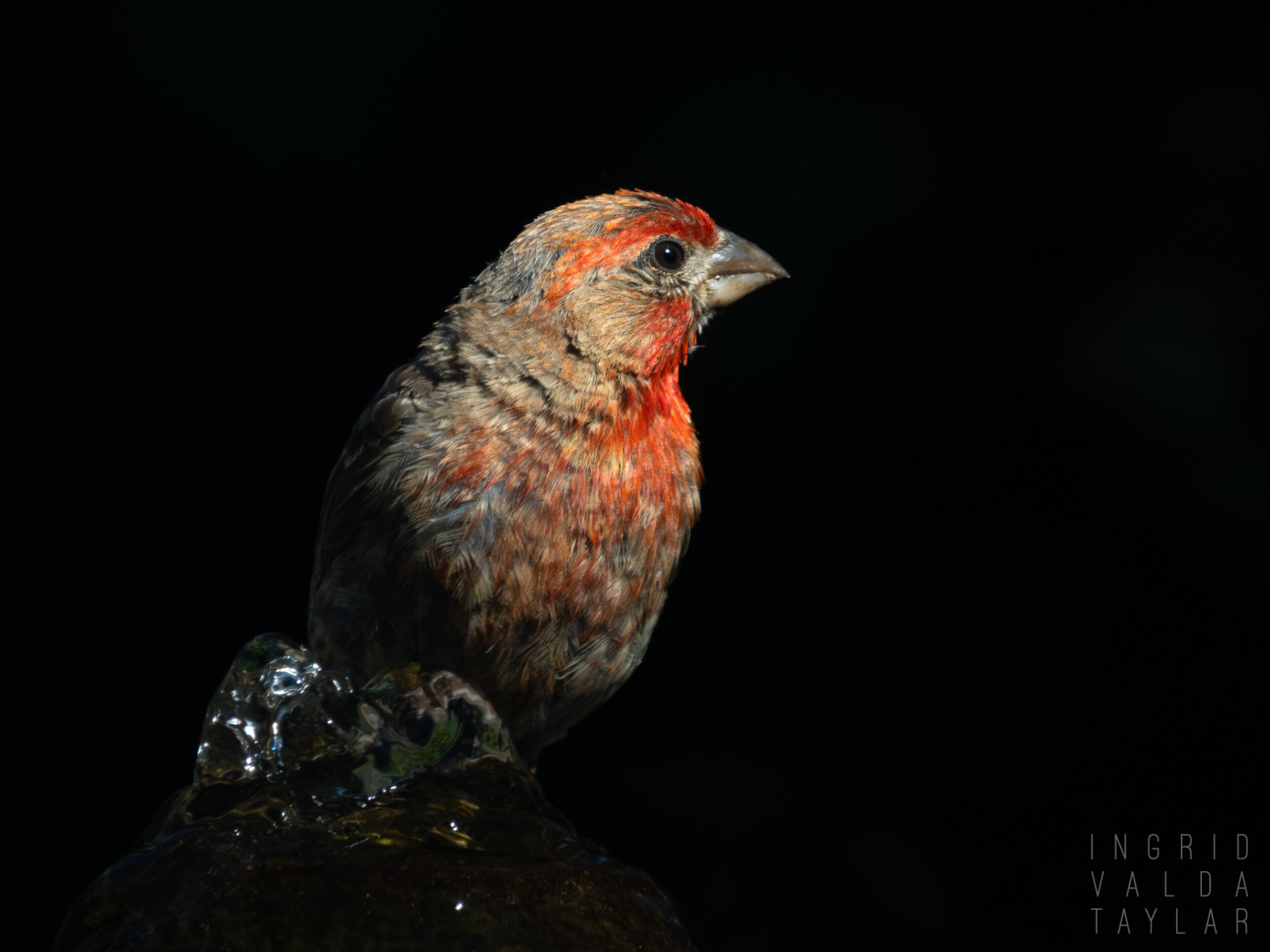 Male House Finch on Black Background
