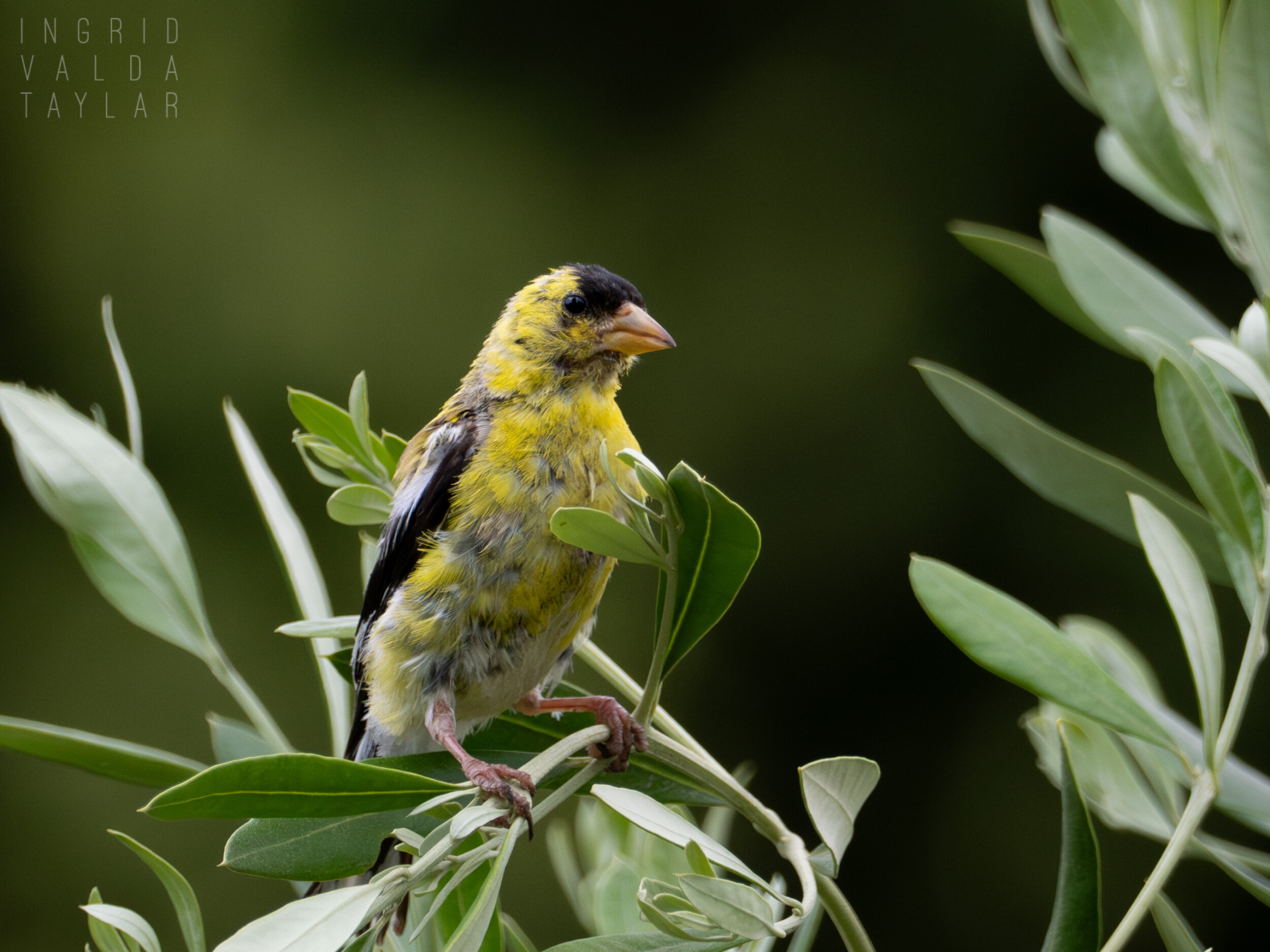 Goldfinch in Green Branches