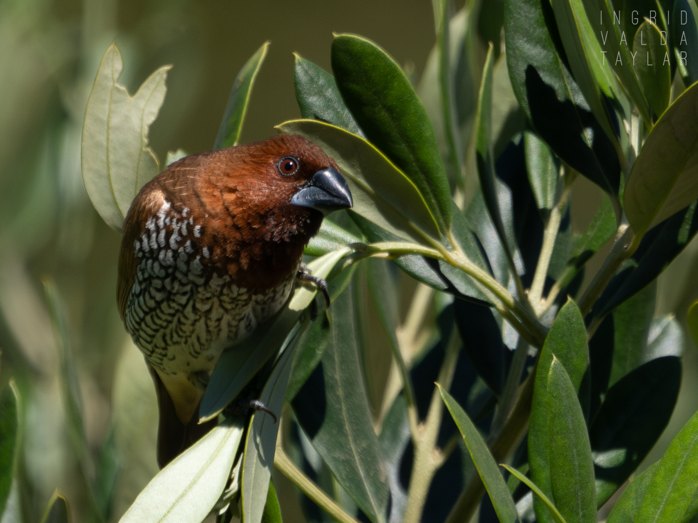 Scaly-Breasted Munia in Tree Branches