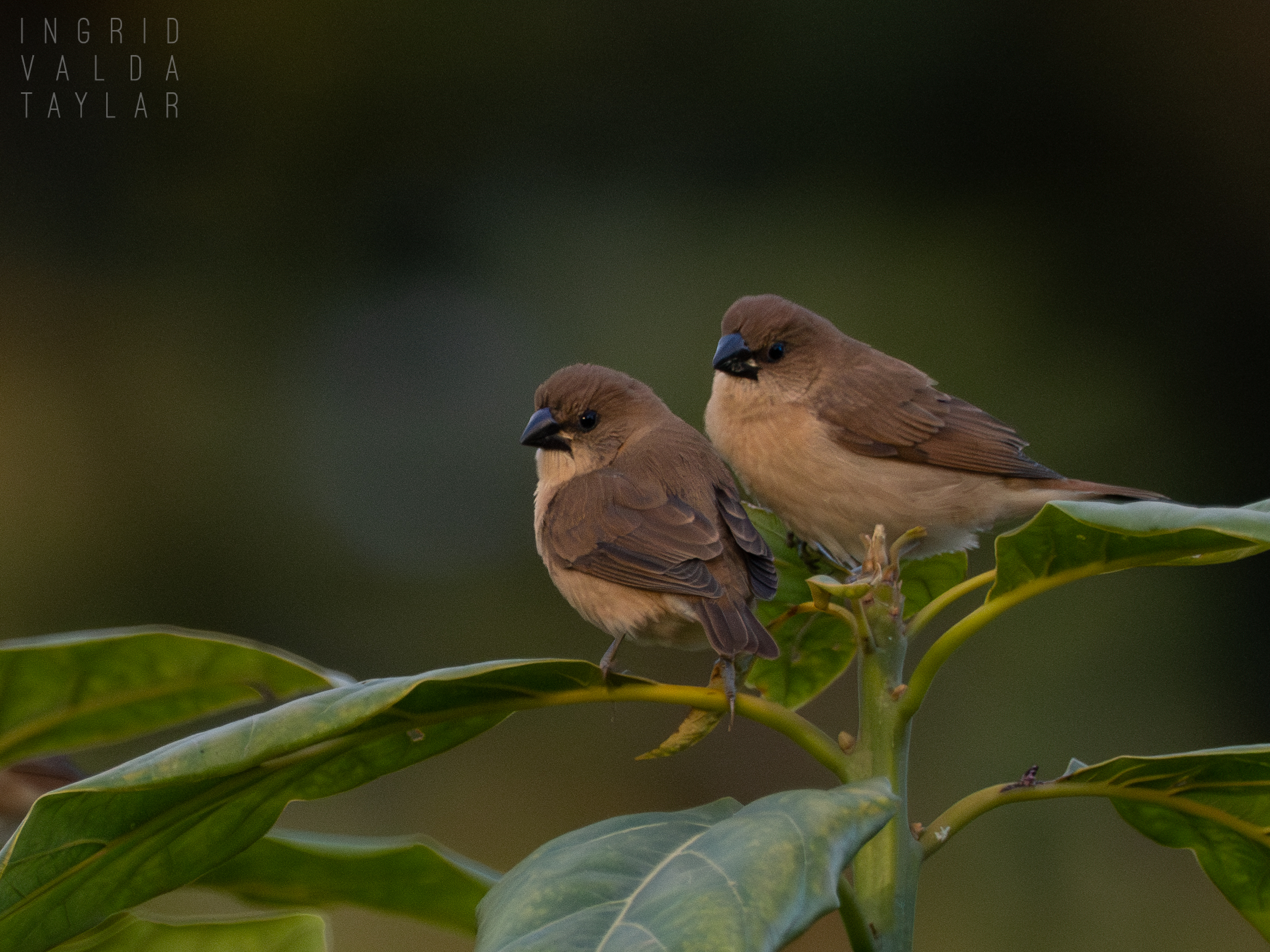Scaly-Breasted Munia Juveniles on Tree Top