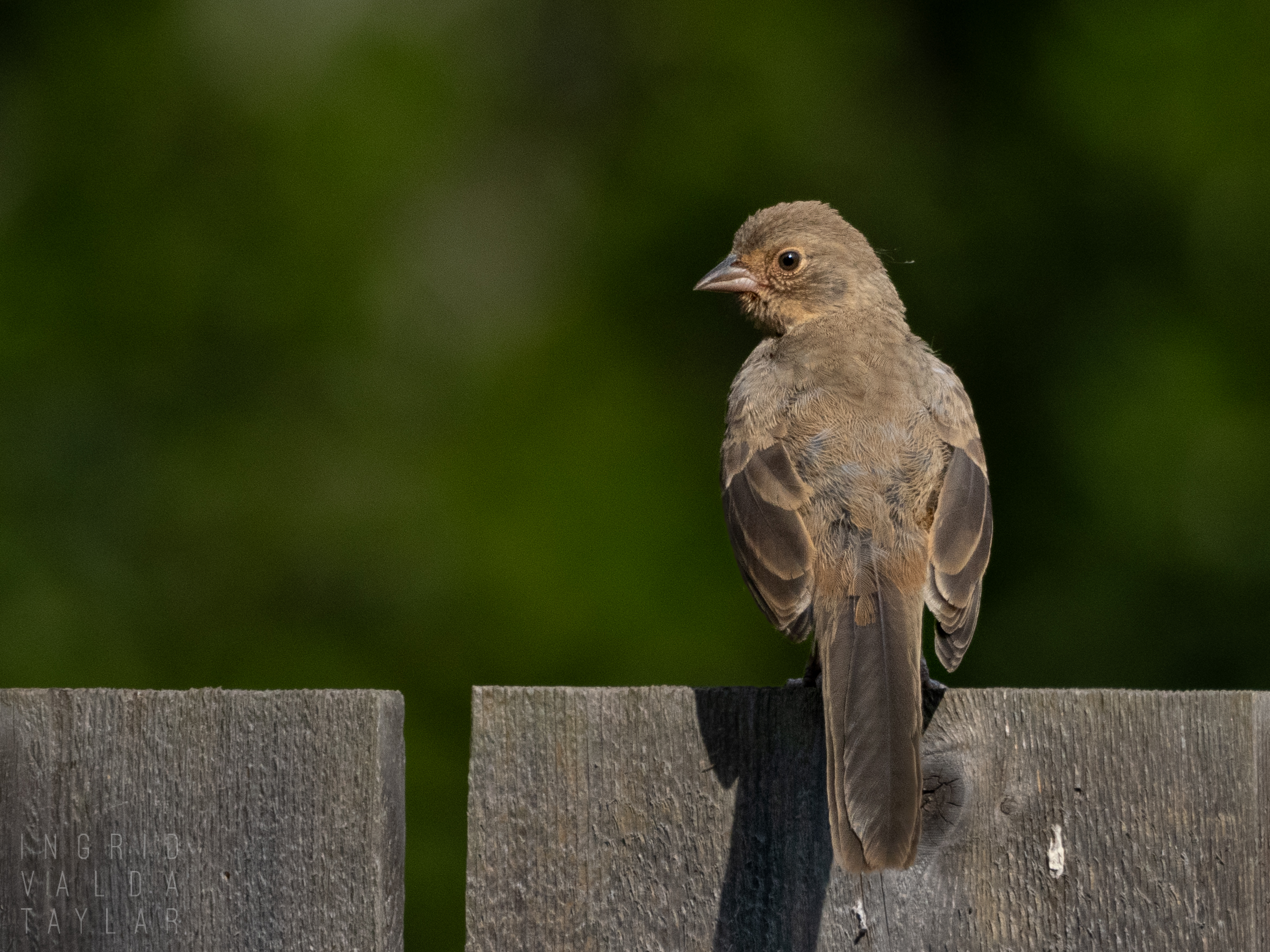 California Towhee Perched on Fence