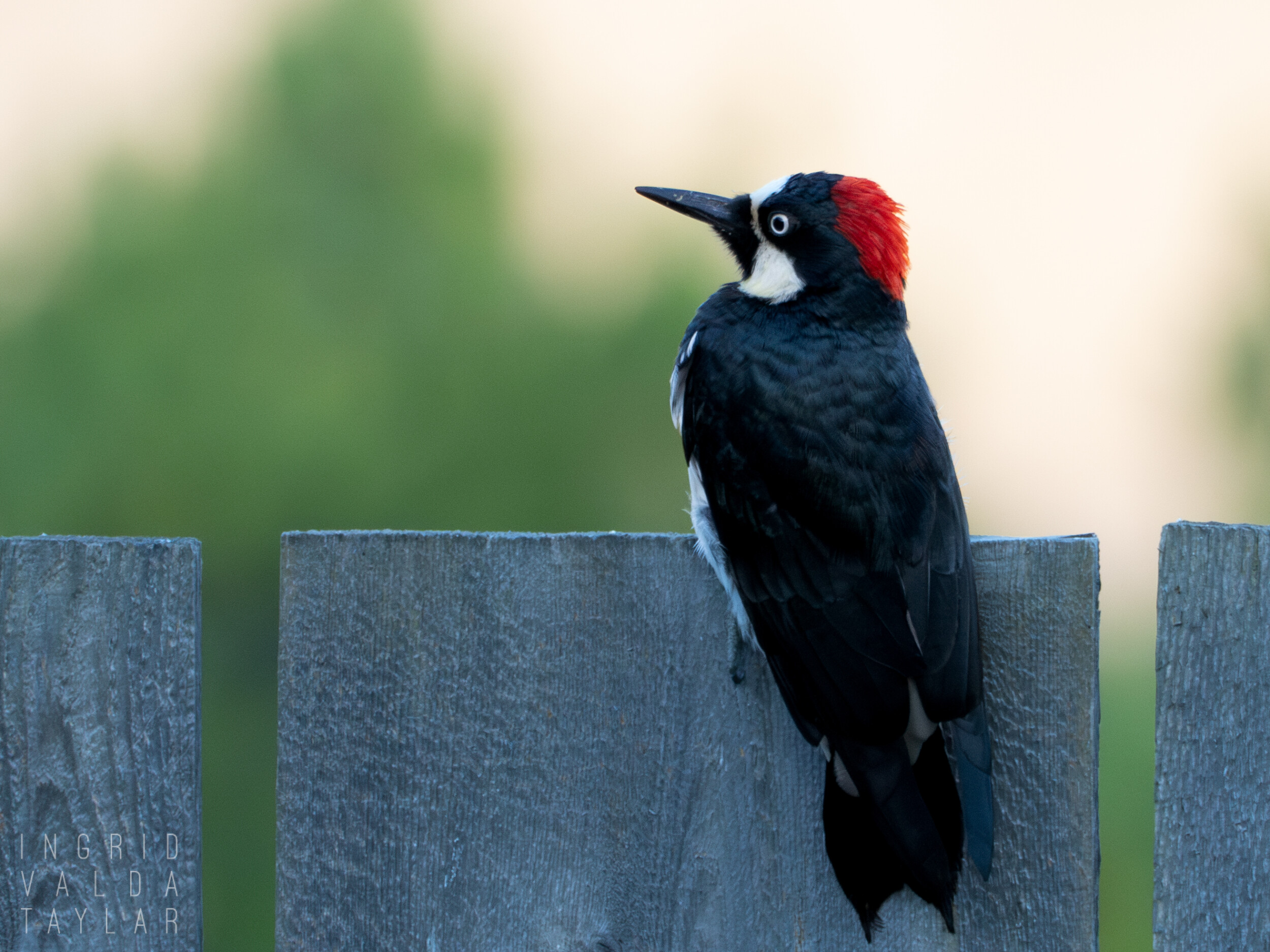 Acorn Woodpecker on Country Fence