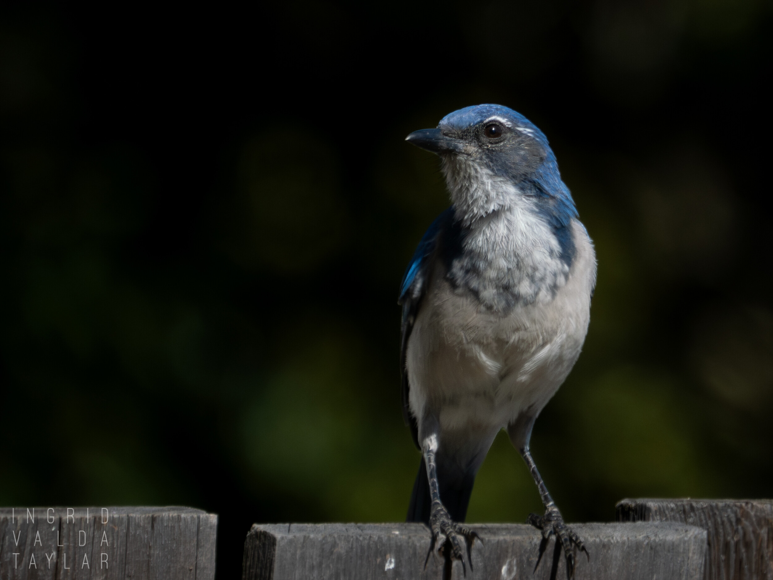 Scrub Jay on Country Fence