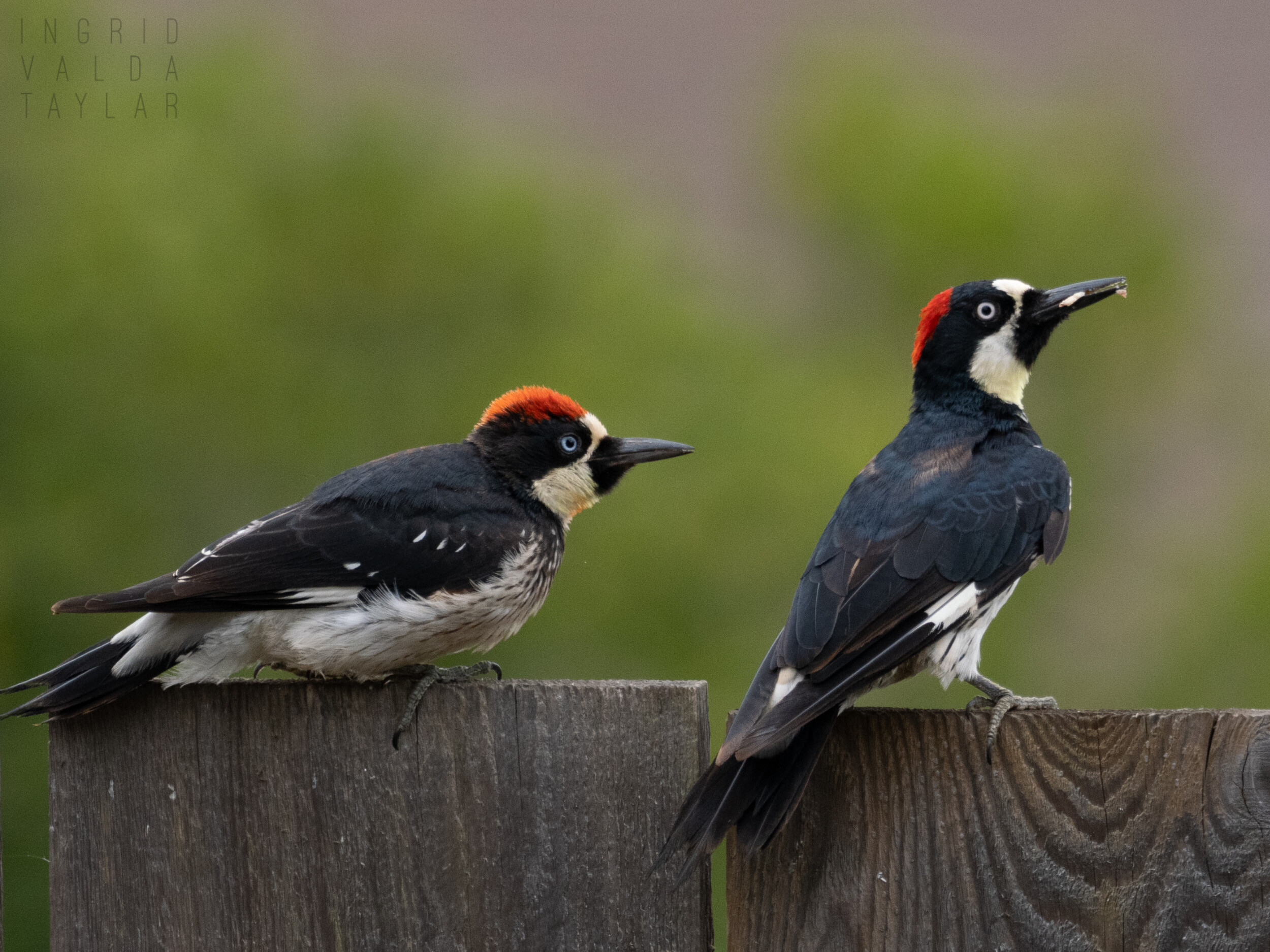 Acorn Woodpecker Parenta nd Juvenile