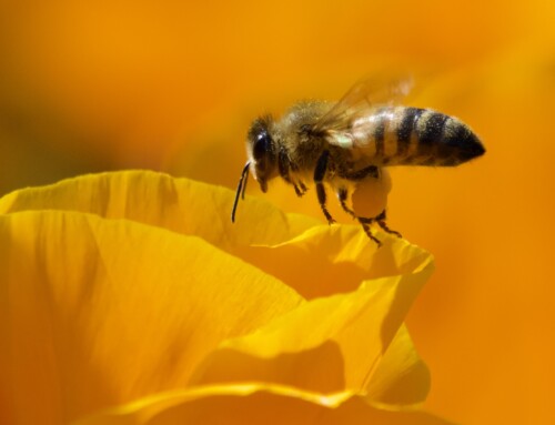 Bees