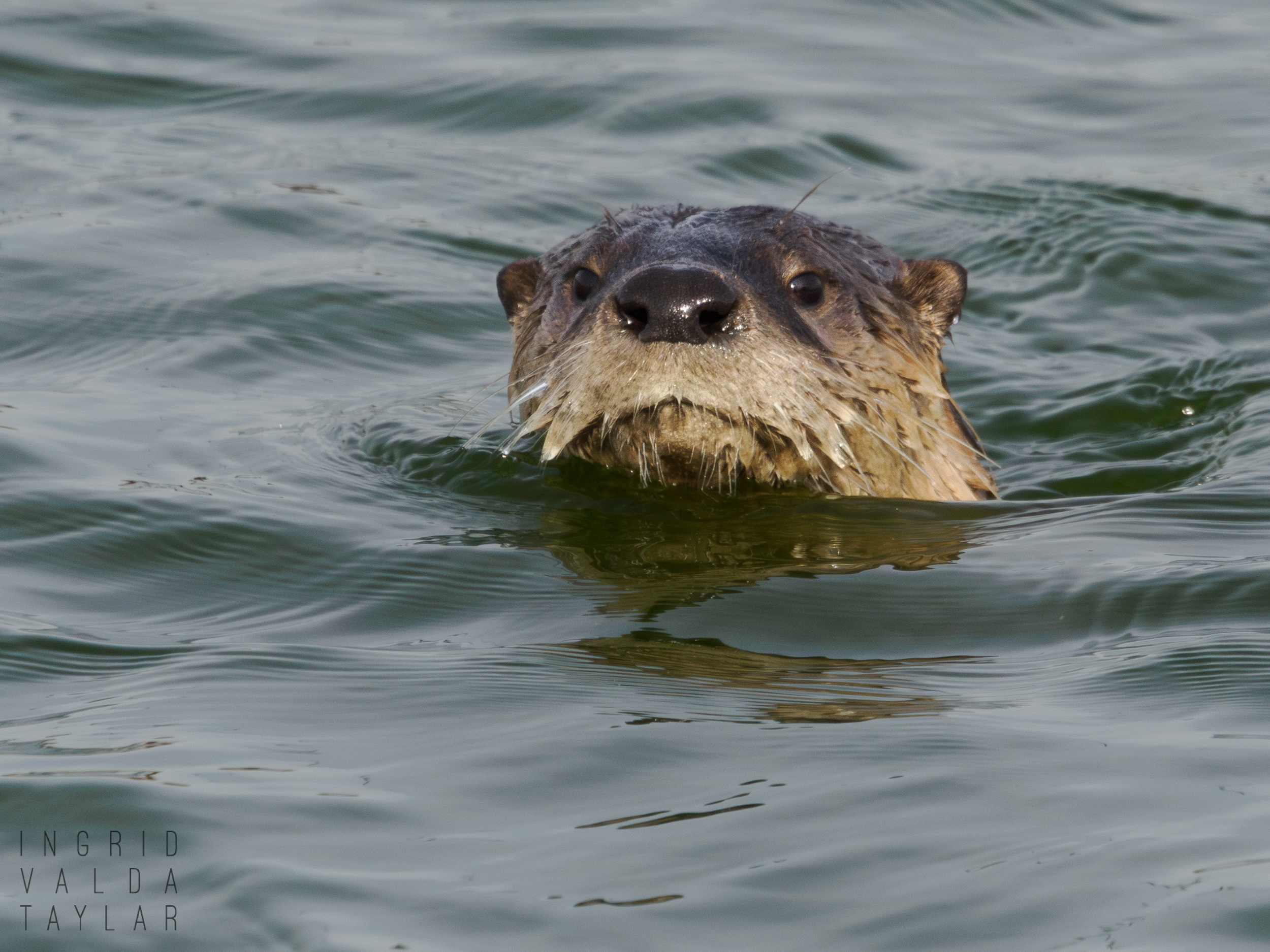 River Otter Emerging from Pond
