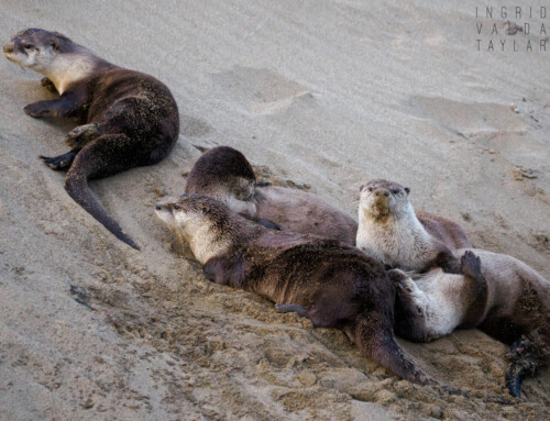 River Otters at Play (Video)