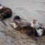 River Otter Family at Abbott's Lagoon