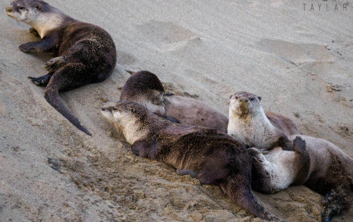 River Otter Family at Abbott's Lagoon