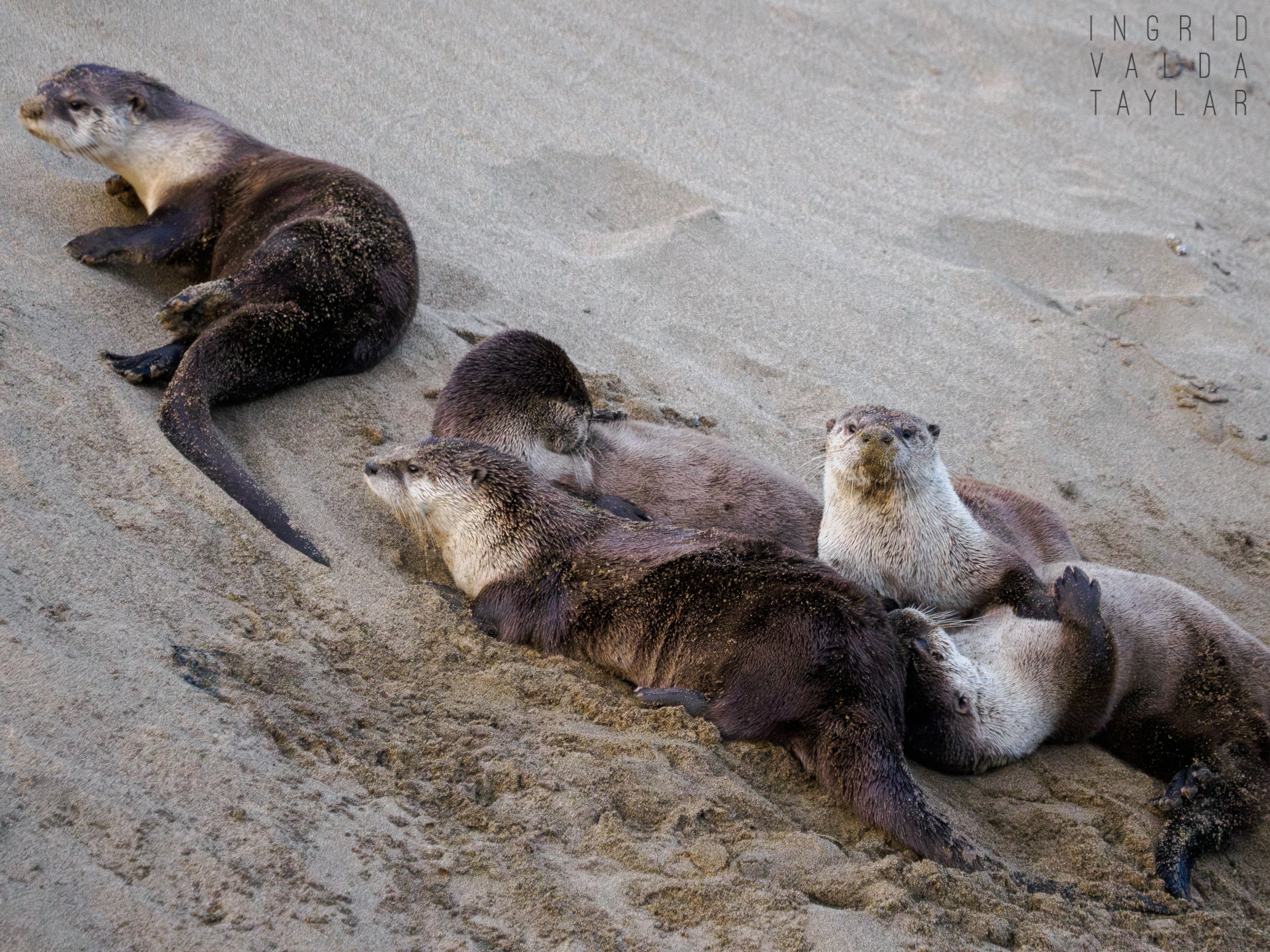 River Otter Family at Abbott's Lagoon