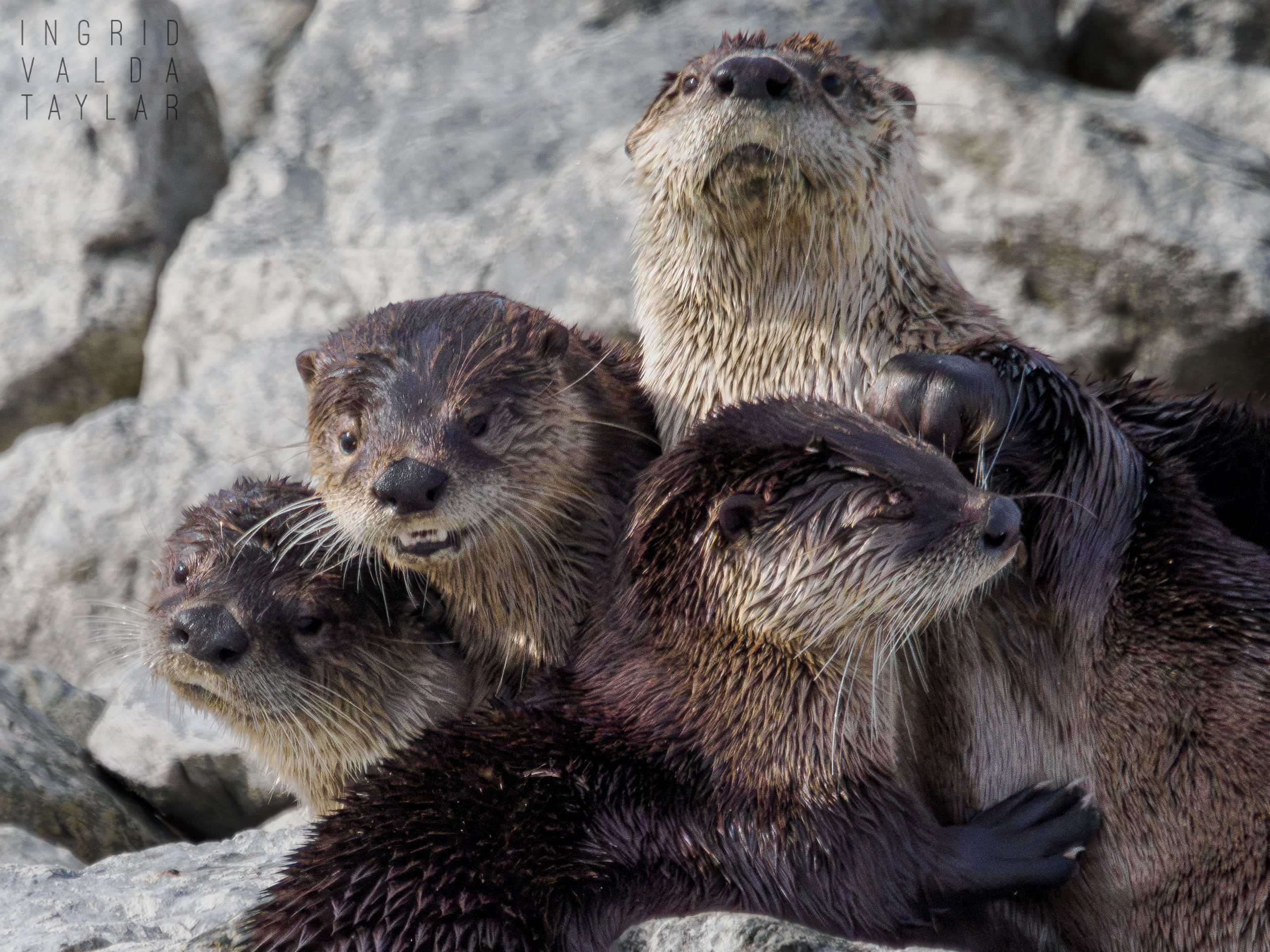 River Otter Family in Las Gallinas