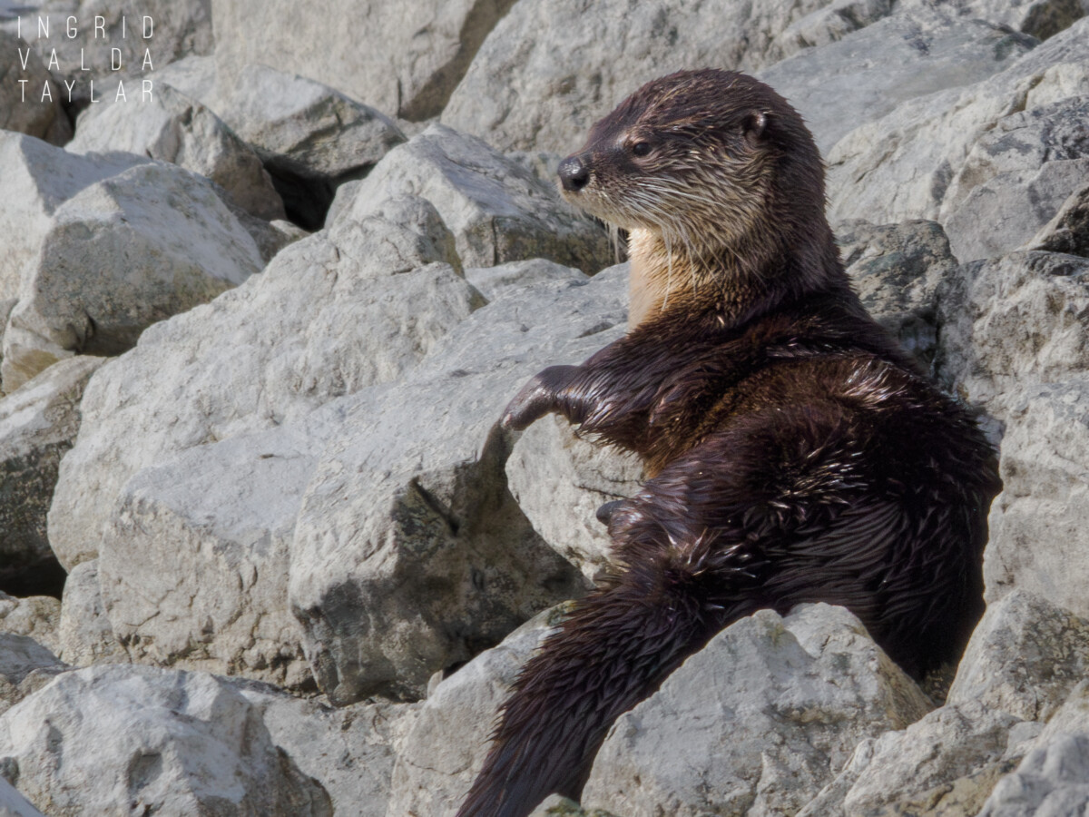 Otters – River Otters – Ingrid Taylar Foto
