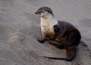 River Otter on Sand Bank in Point Reyes