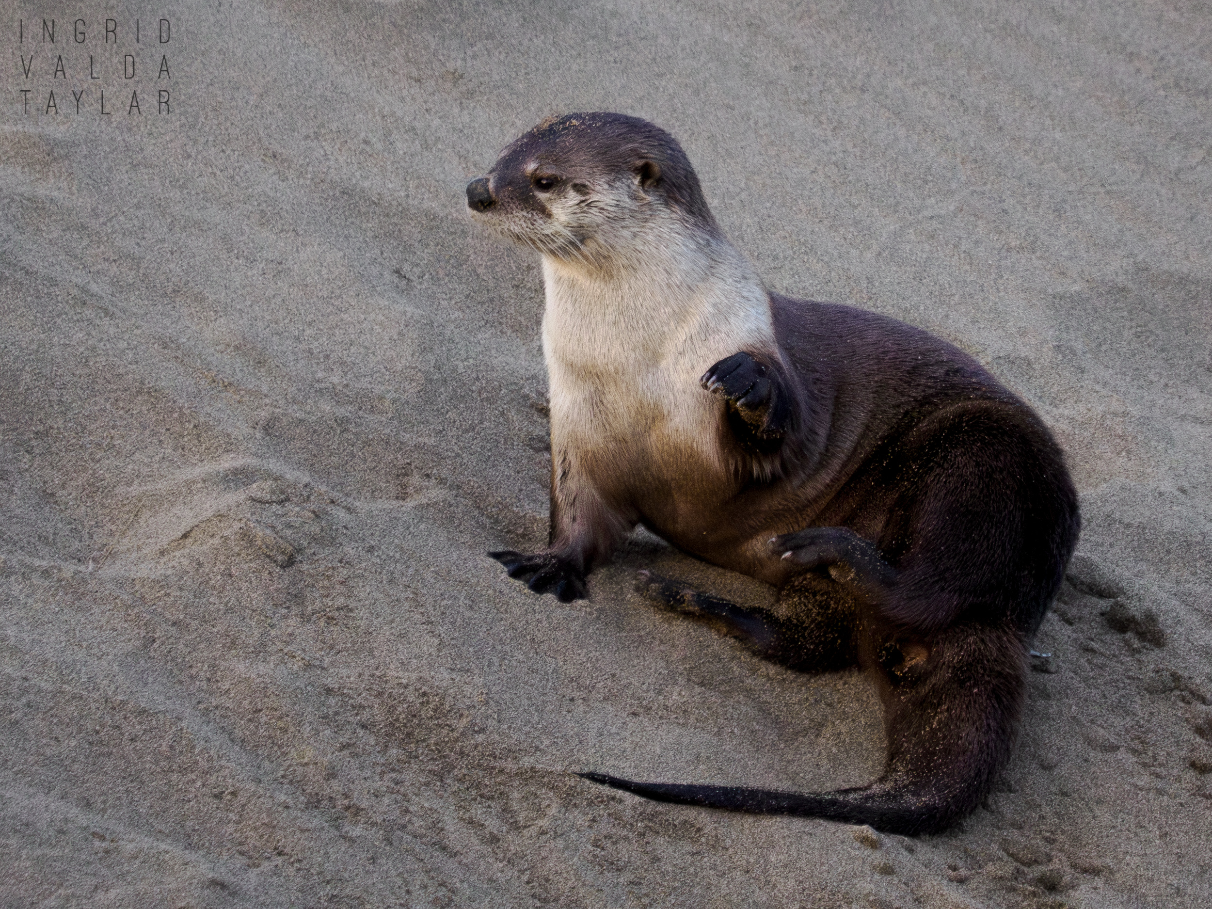 River Otter on Sand Bank in Point Reyes